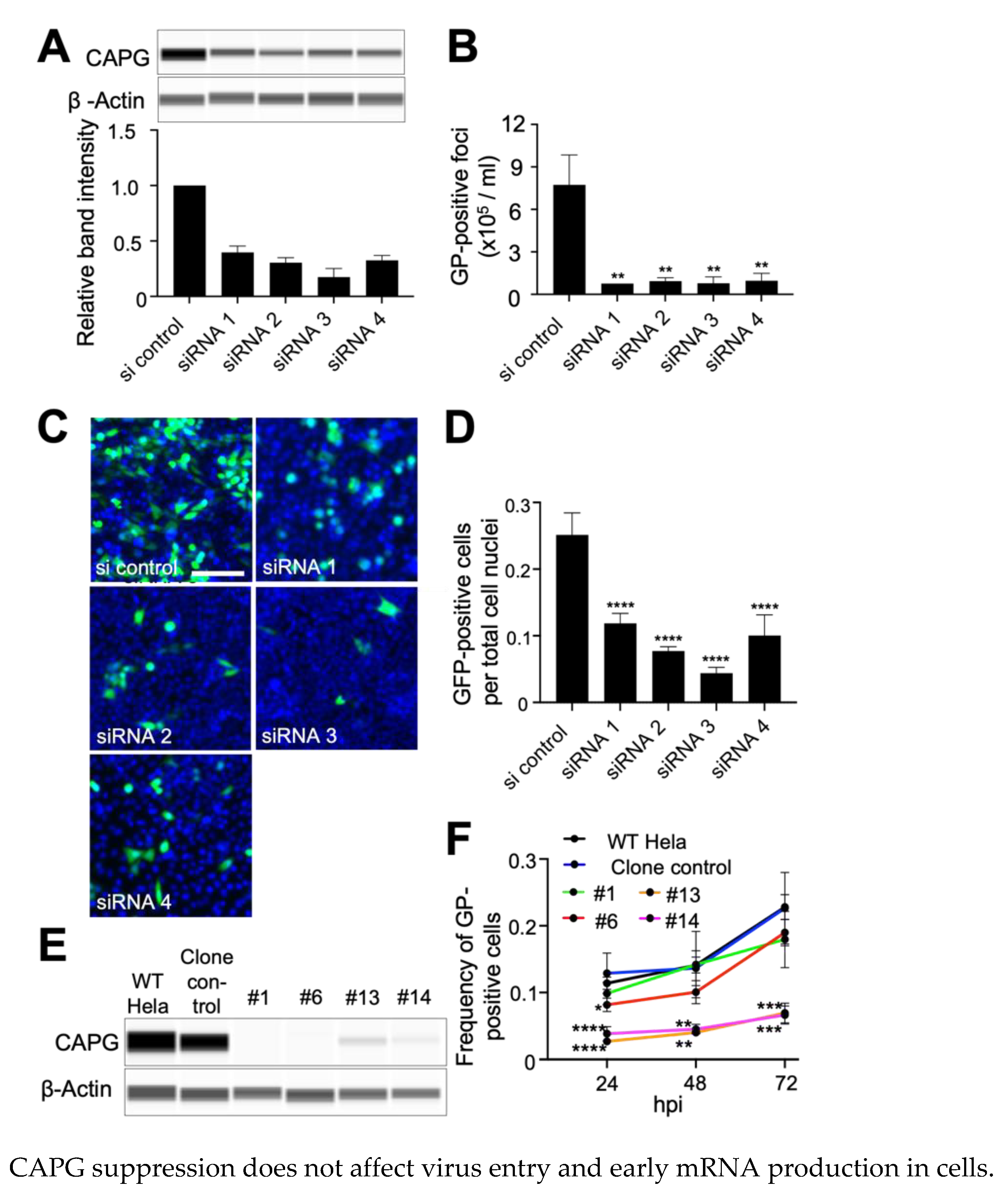 Viruses 14 01903 g001 Viruses 14 01903 g001