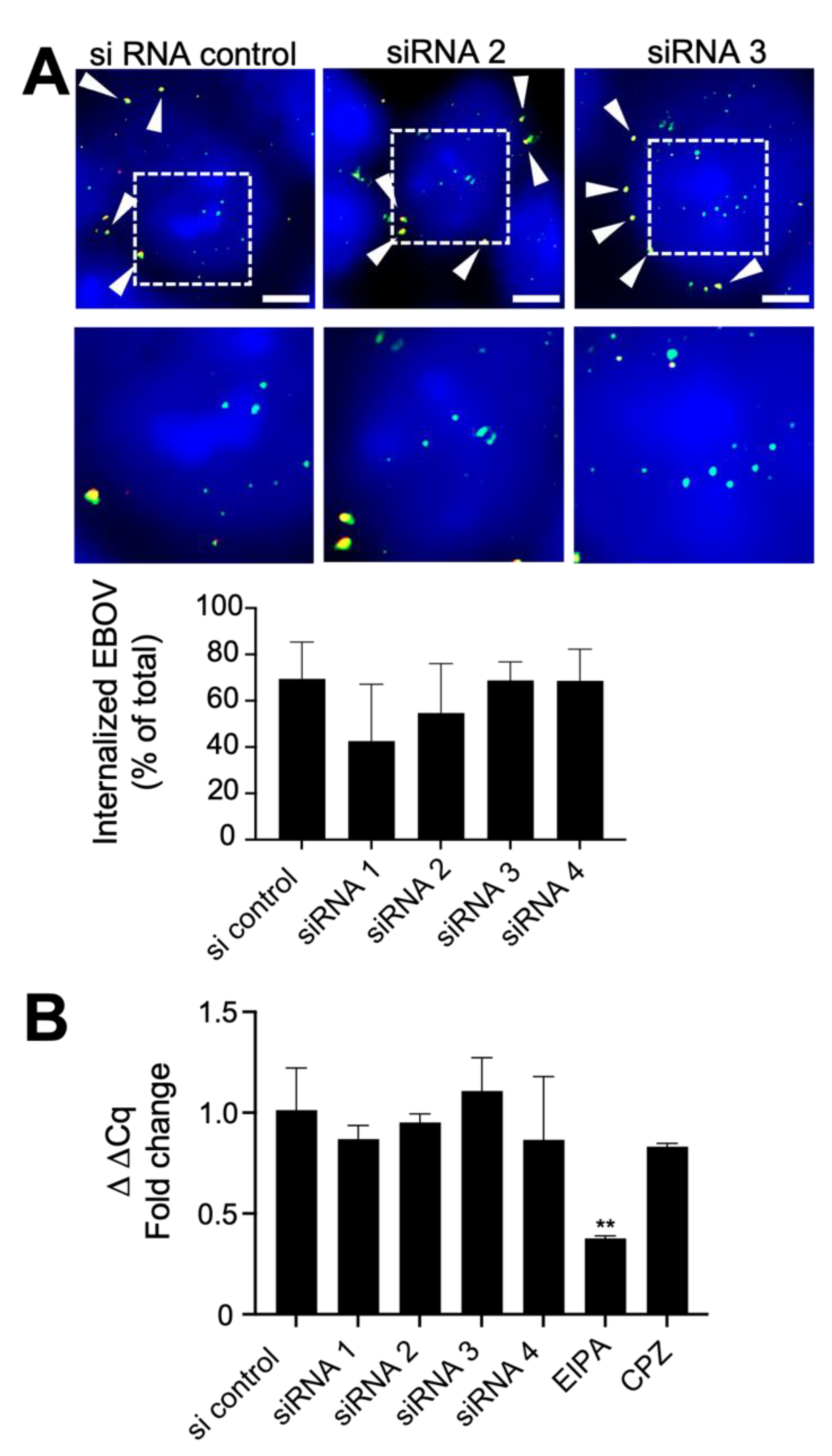 Viruses 14 01903 g002 Viruses 14 01903 g002