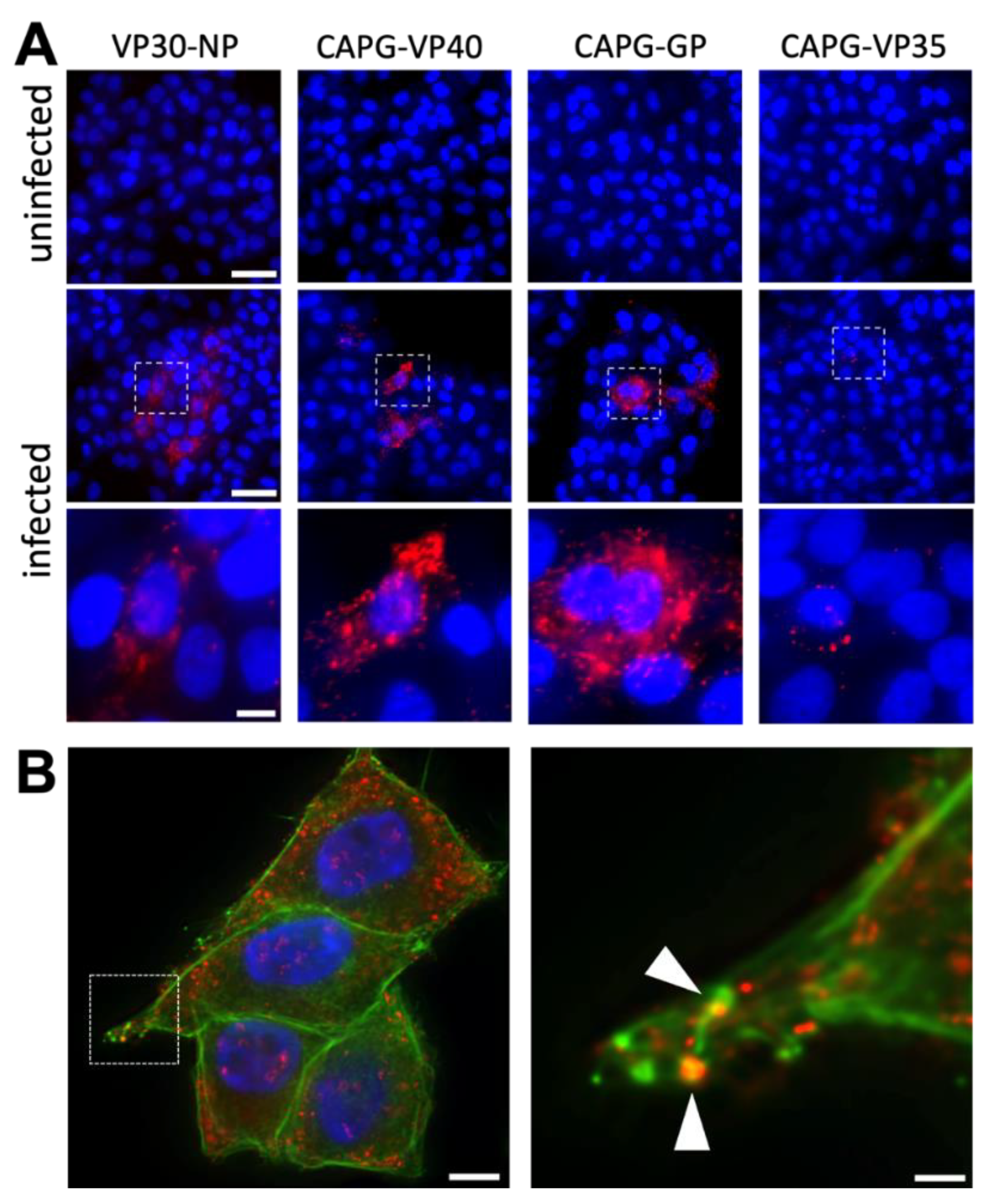 Viruses 14 01903 g004 Viruses 14 01903 g004
