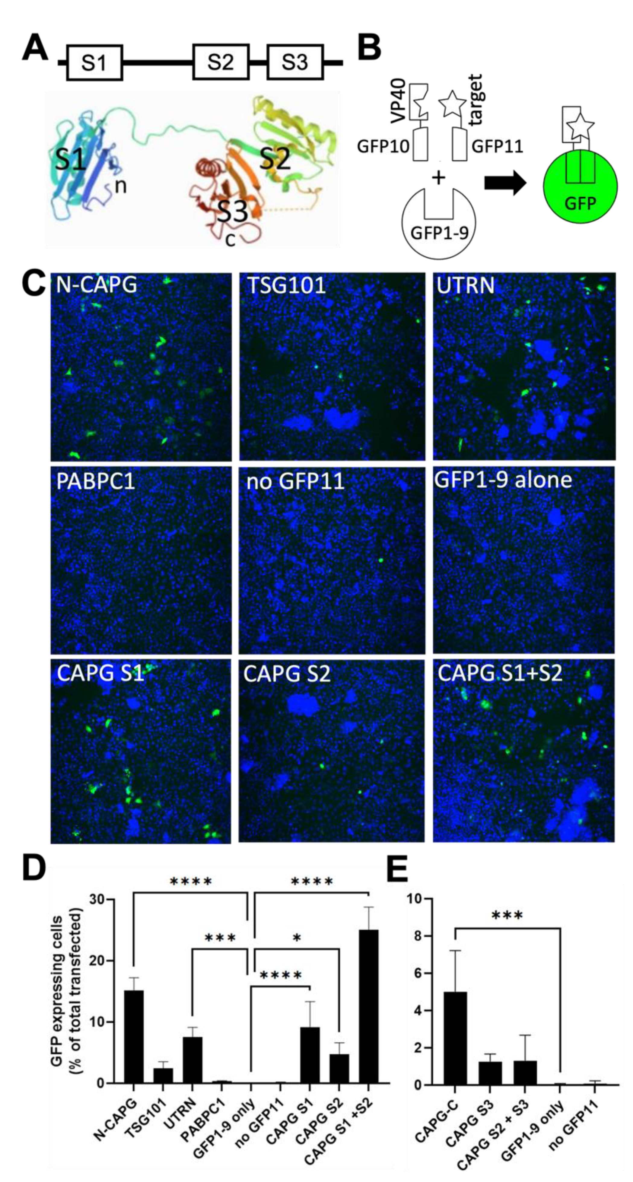 Viruses 14 01903 g005 Viruses 14 01903 g005