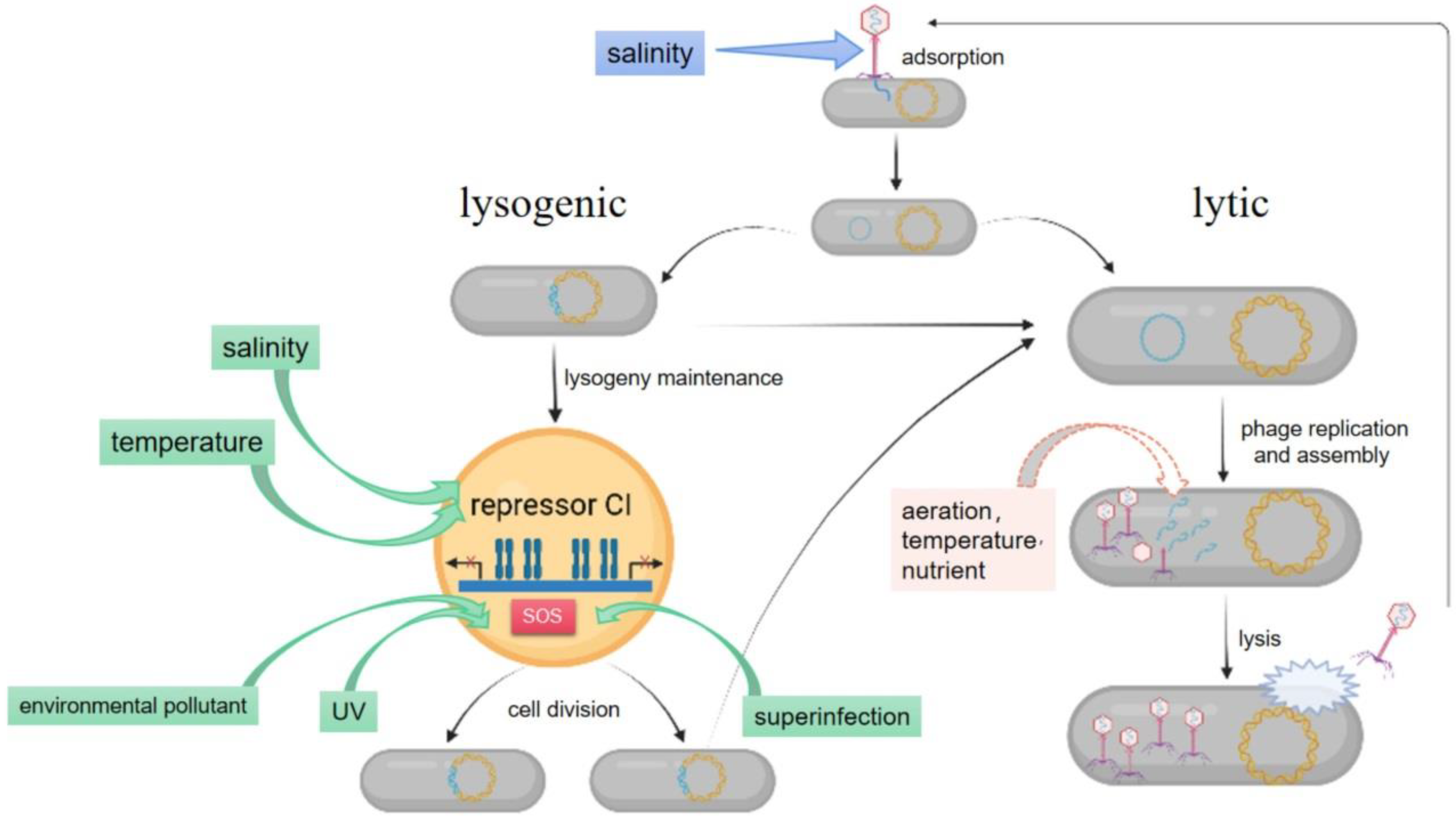 Piggyback-the-Winner in host-associated microbial communities