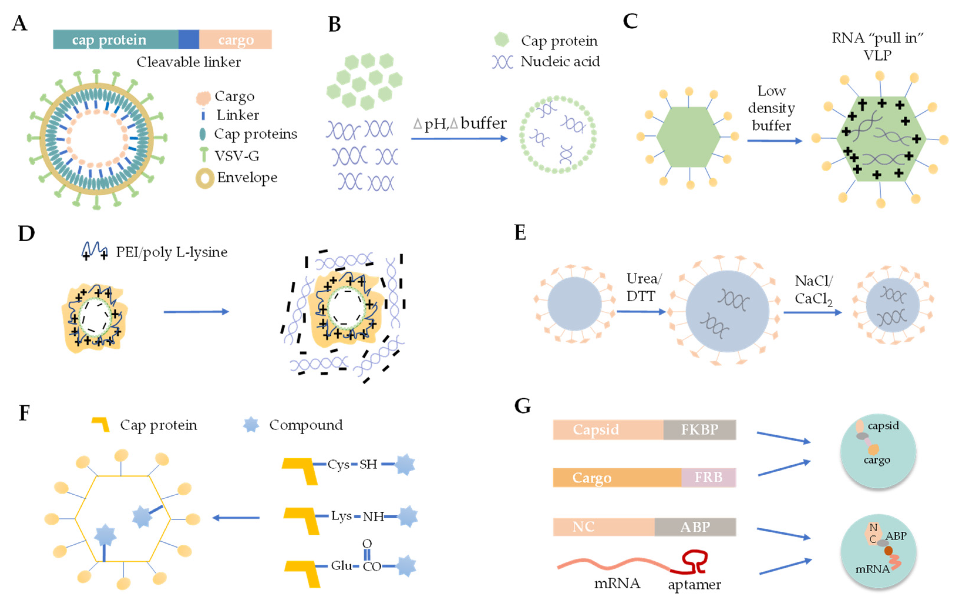 Viruses 14 01905 g002 Viruses 14 01905 g002