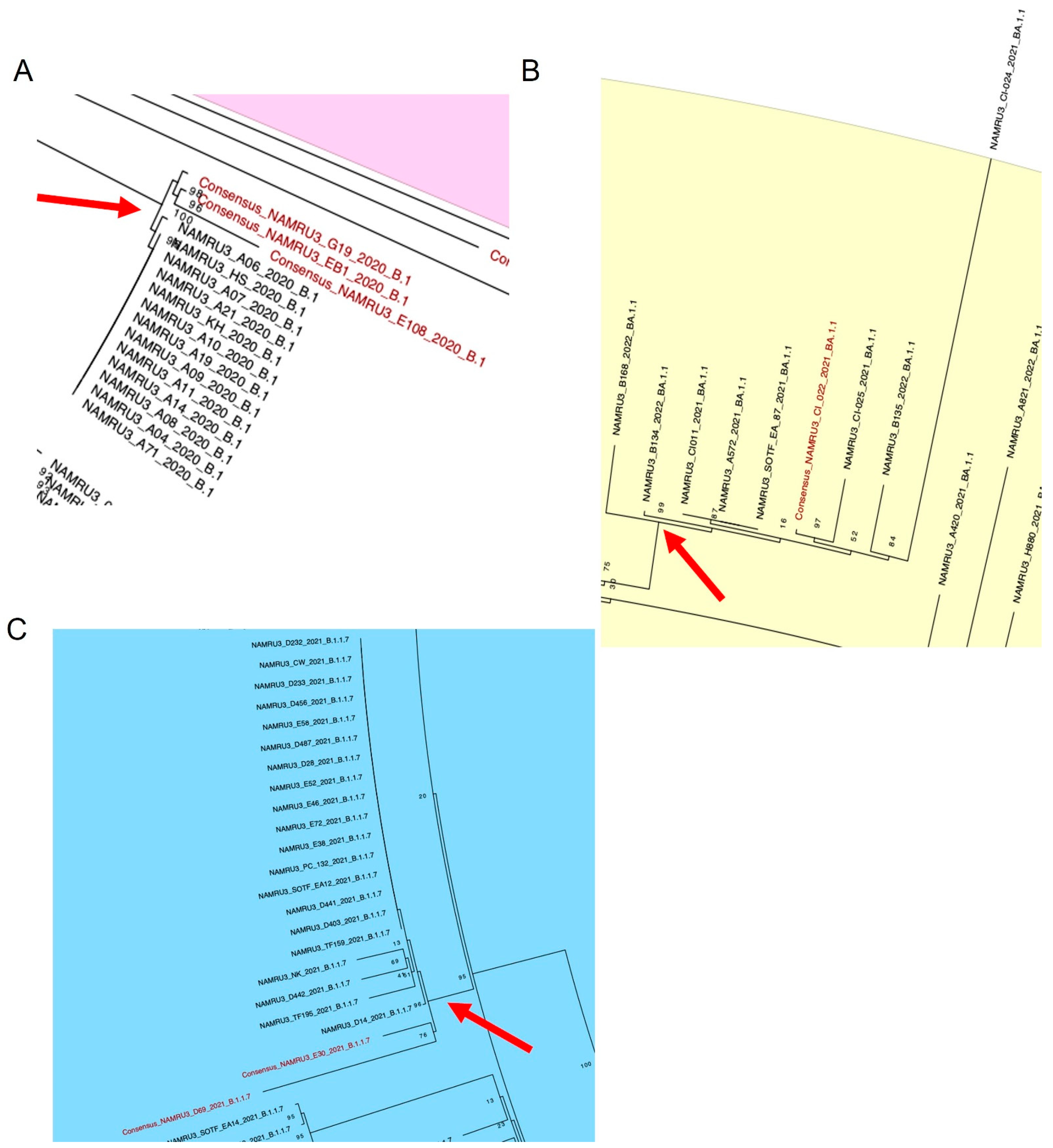 Viruses 14 01918 g004