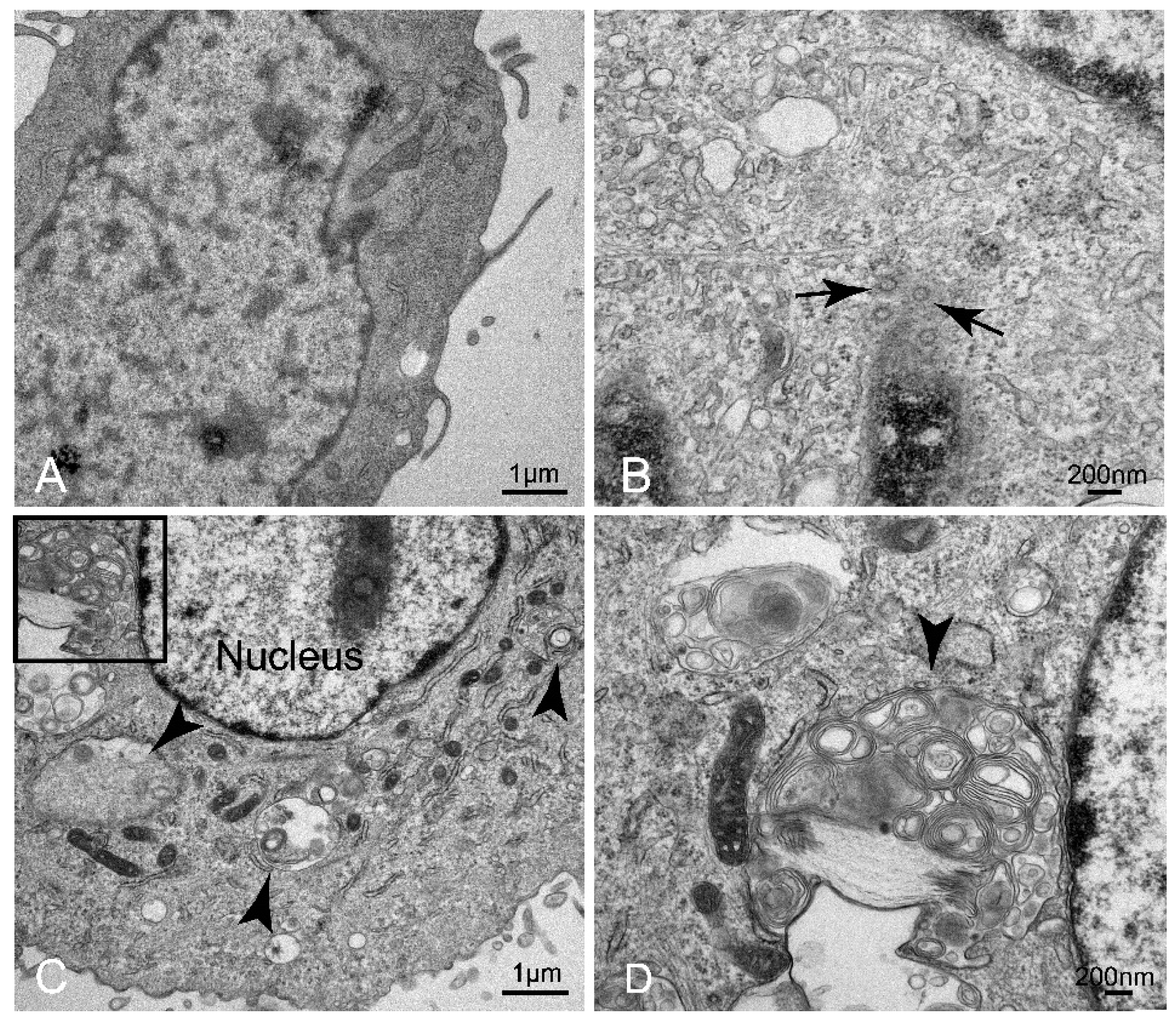 Viruses 14 01919 g003