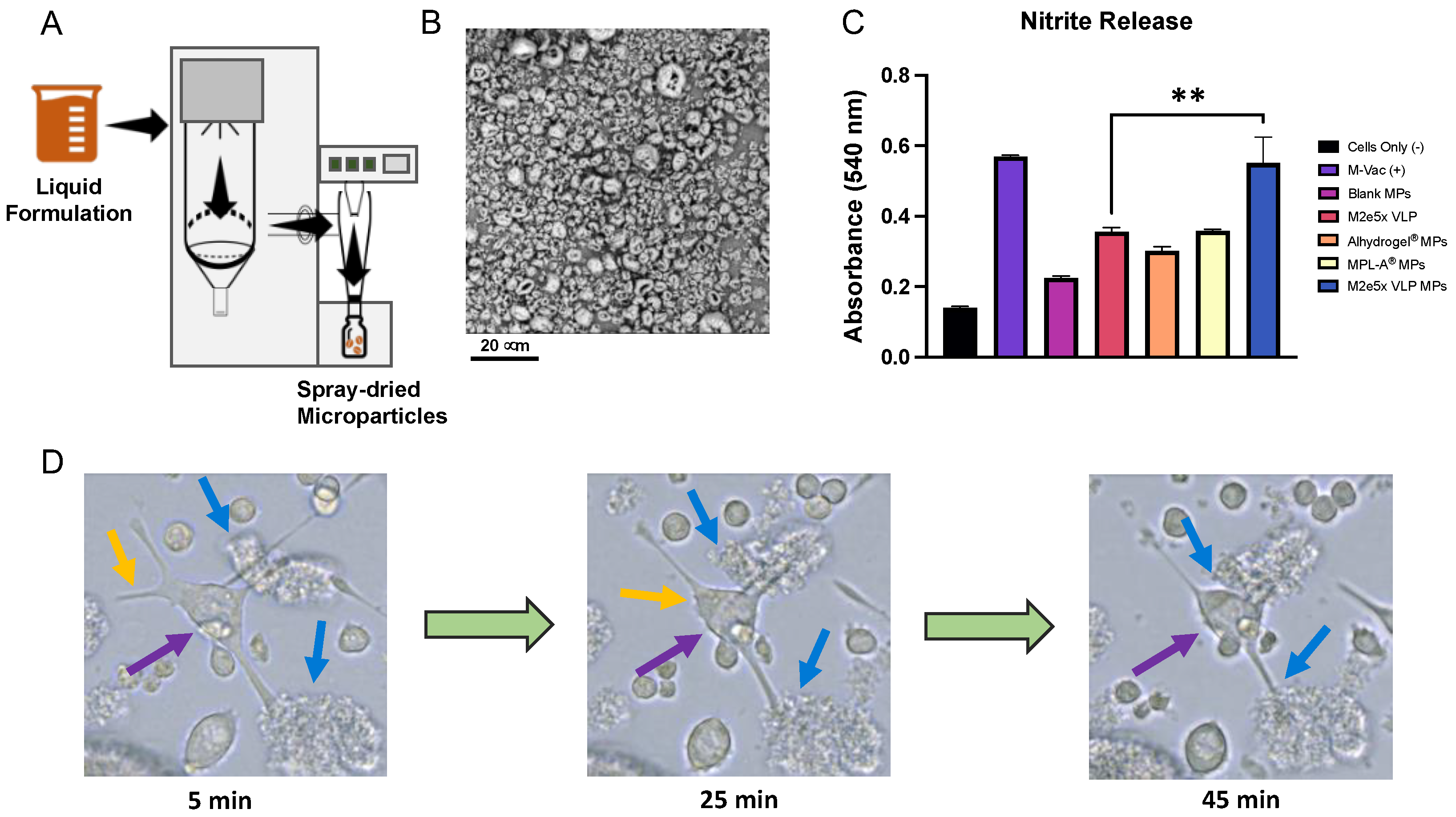 Viruses 14 01920 g001
