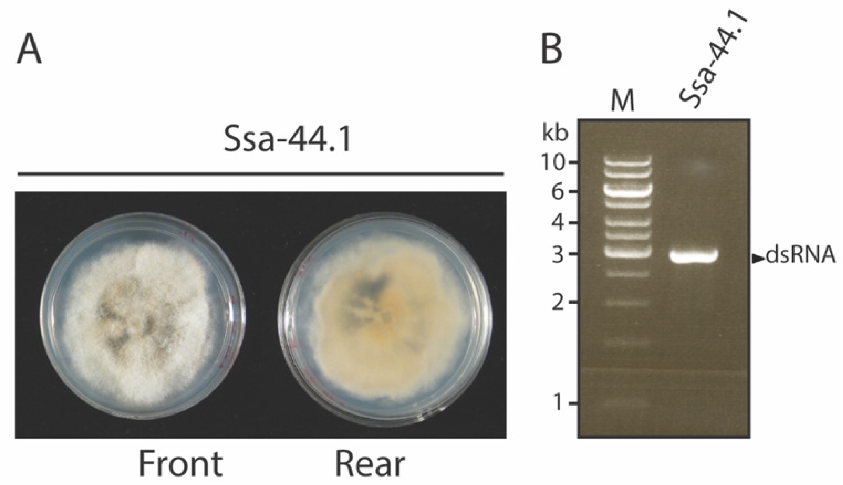 Viruses 14 01921 g001 Viruses 14 01921 g001