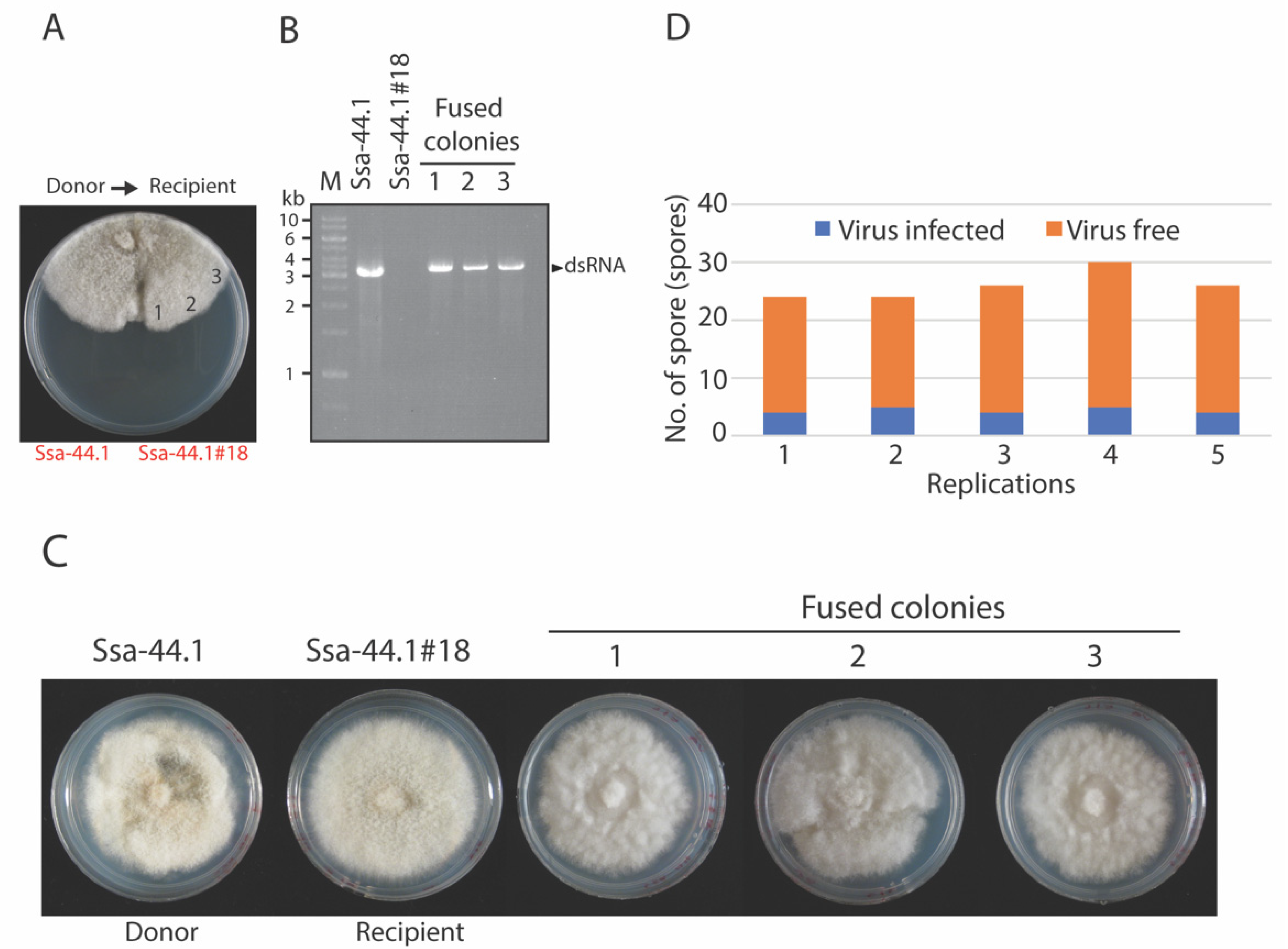 Viruses 14 01921 g004 Viruses 14 01921 g004