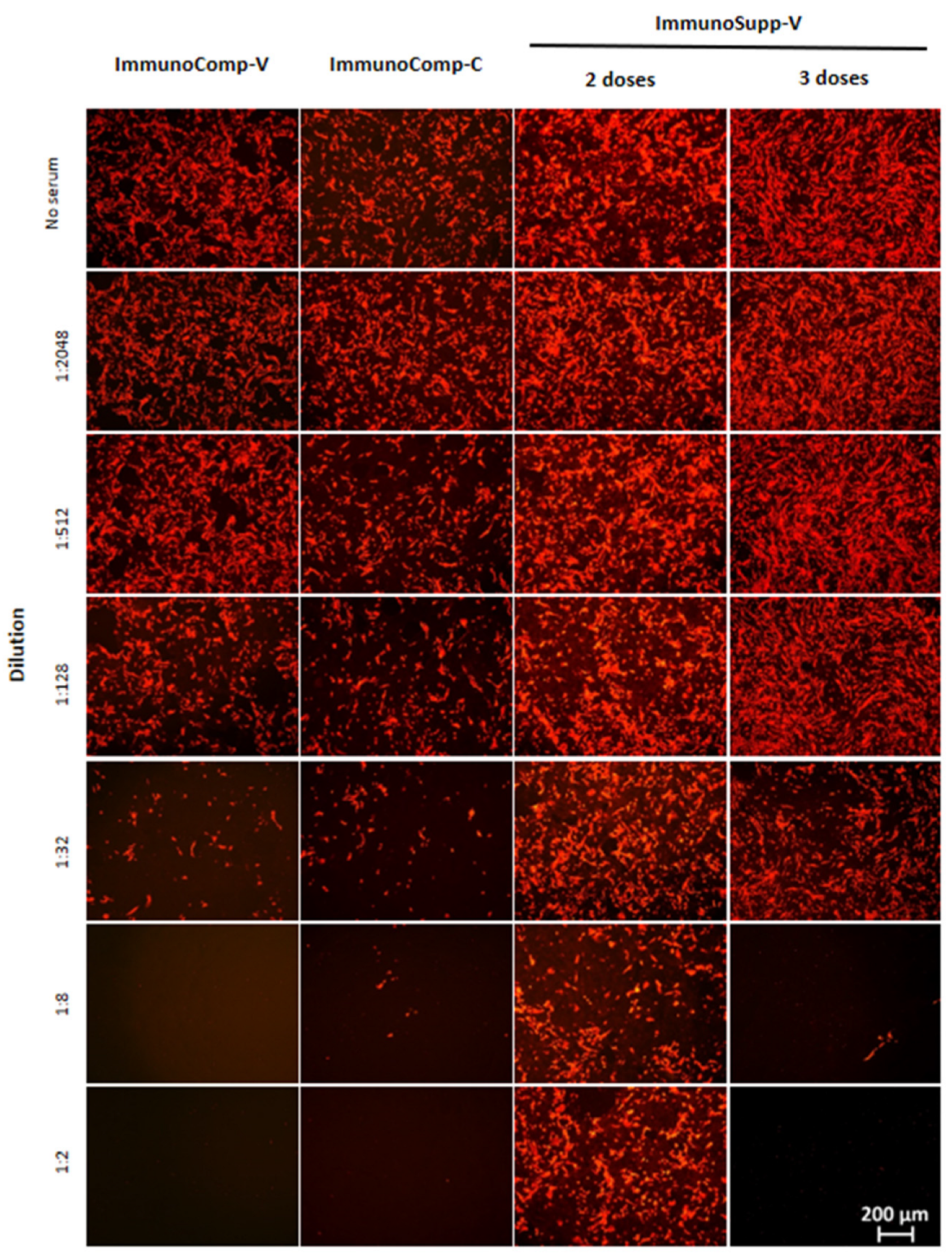 Viruses 14 01928 g001