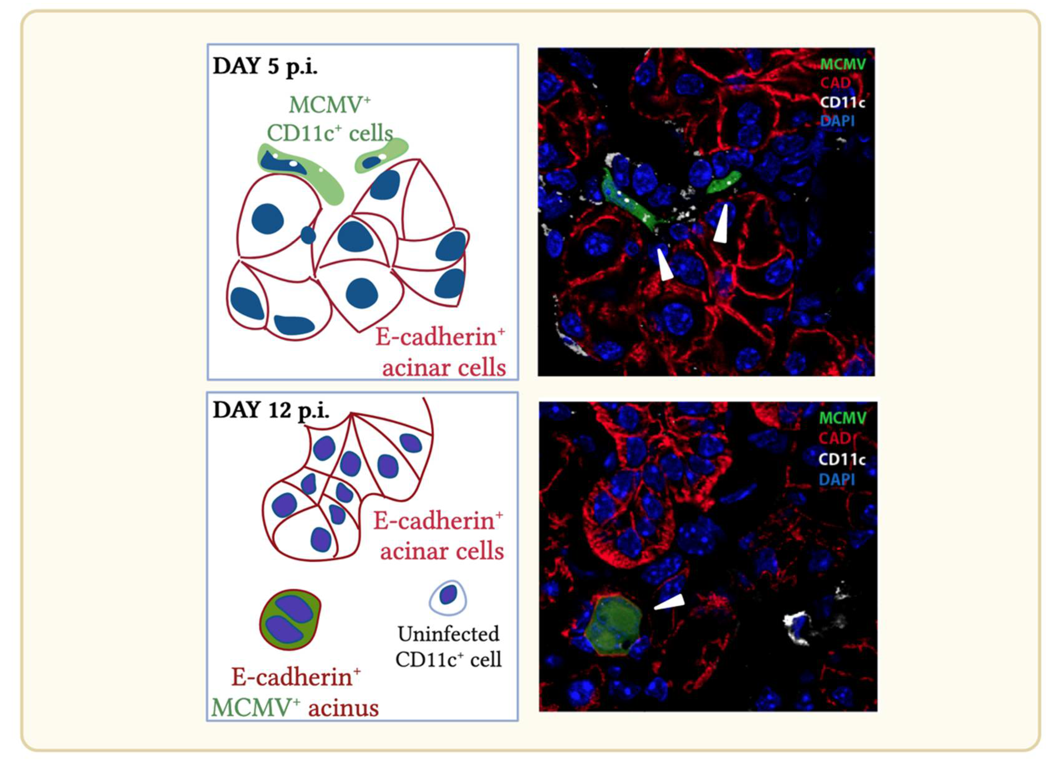 Viruses 14 01934 g004 550