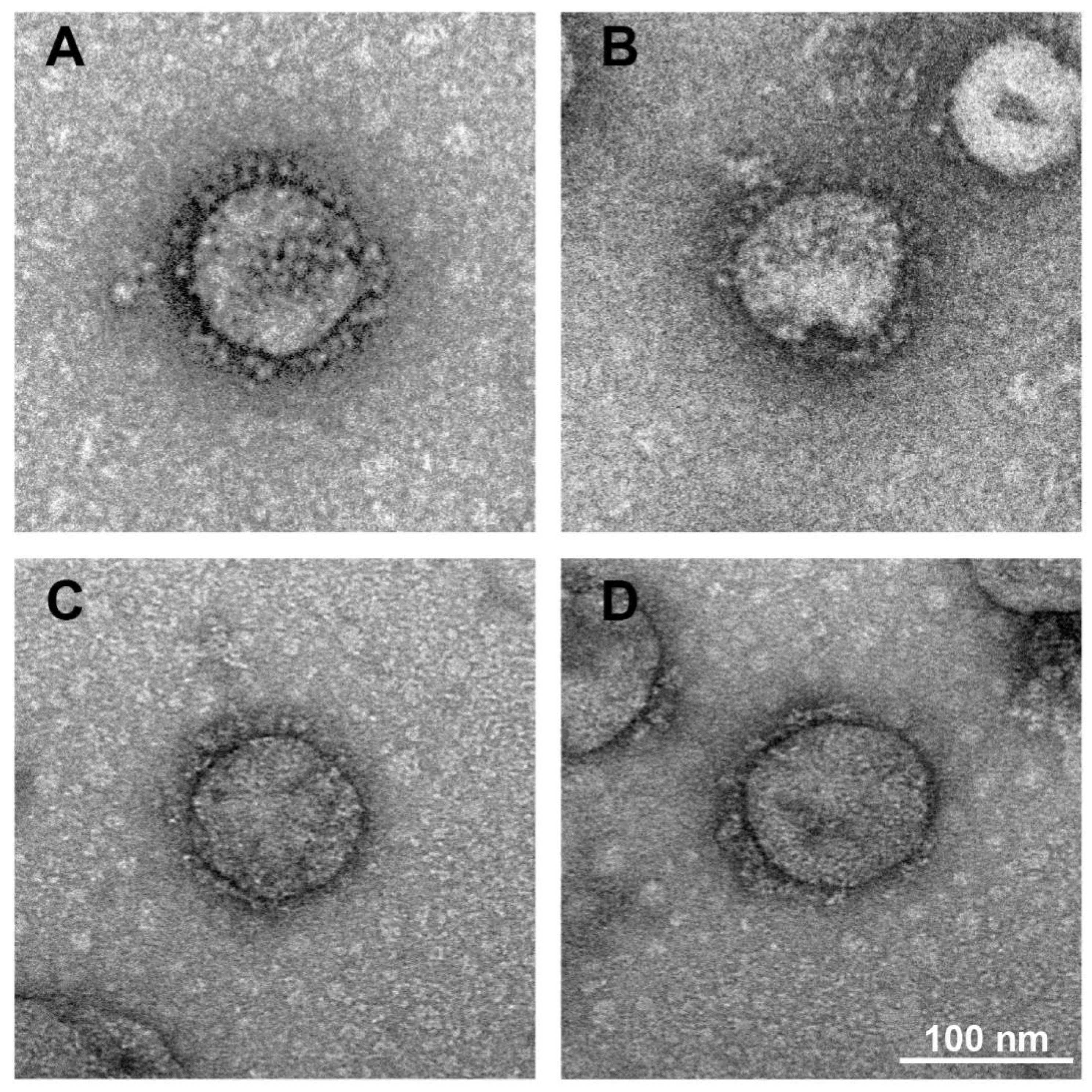 Viruses 14 01938 g002
