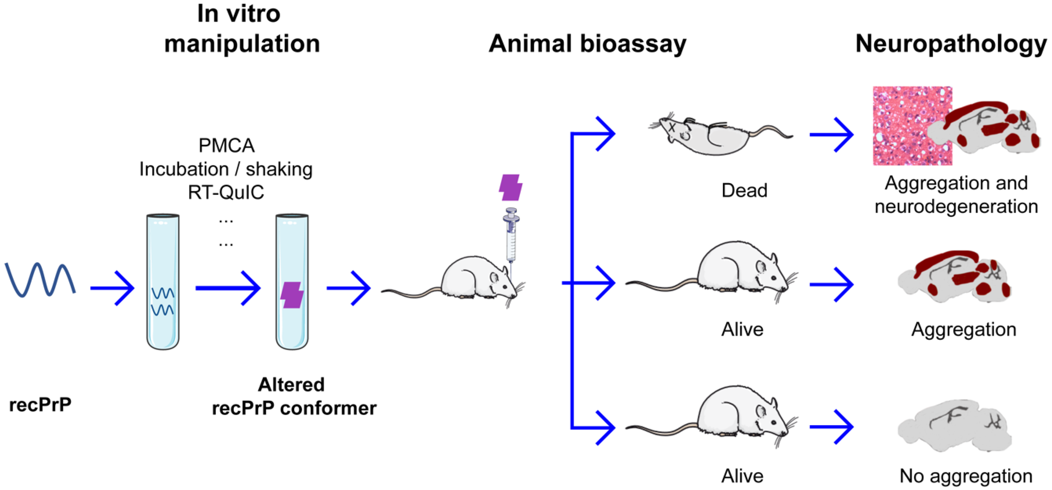 Viruses 14 01940 g001 Viruses 14 01940 g001