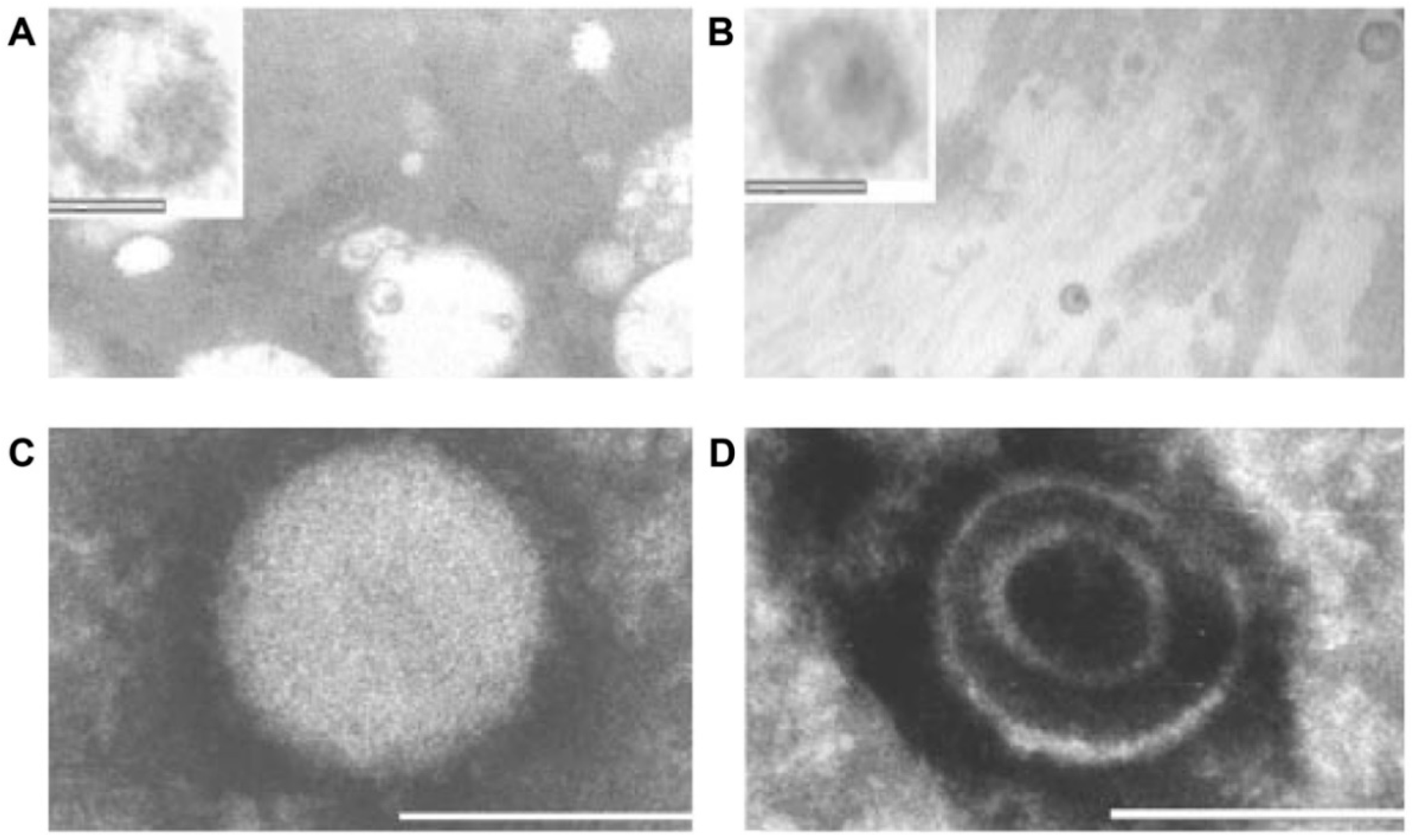 Viruses 14 01941 g005 Viruses 14 01941 g005