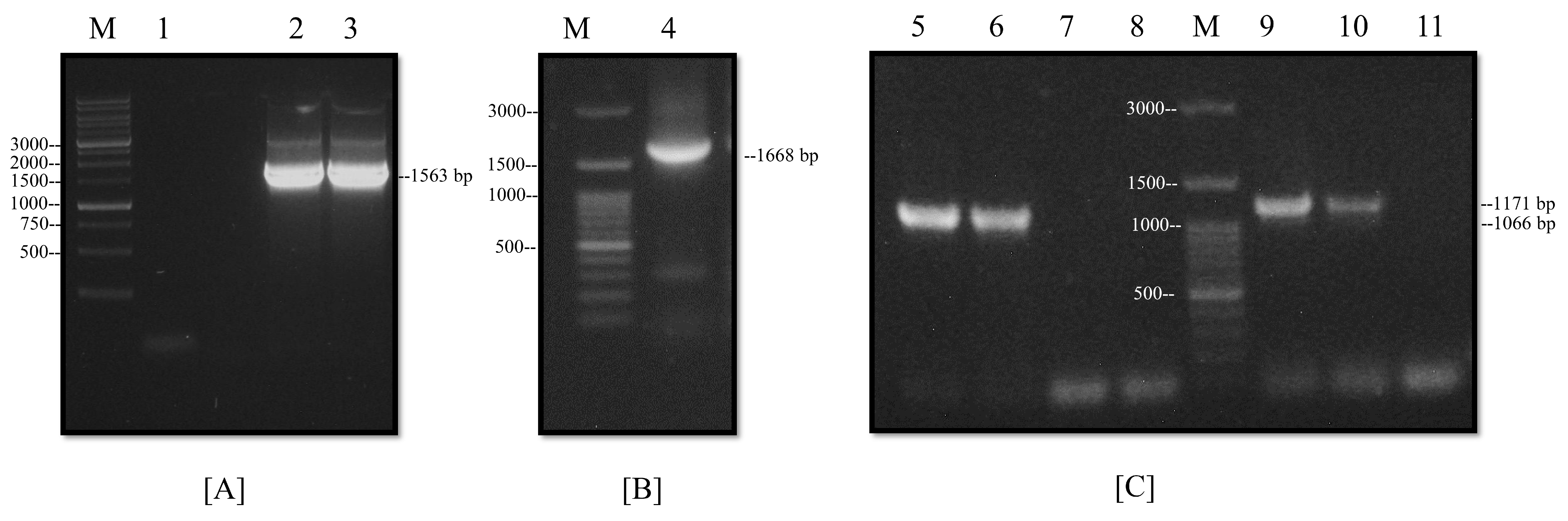 Viruses 14 01946 g003 Viruses 14 01946 g003