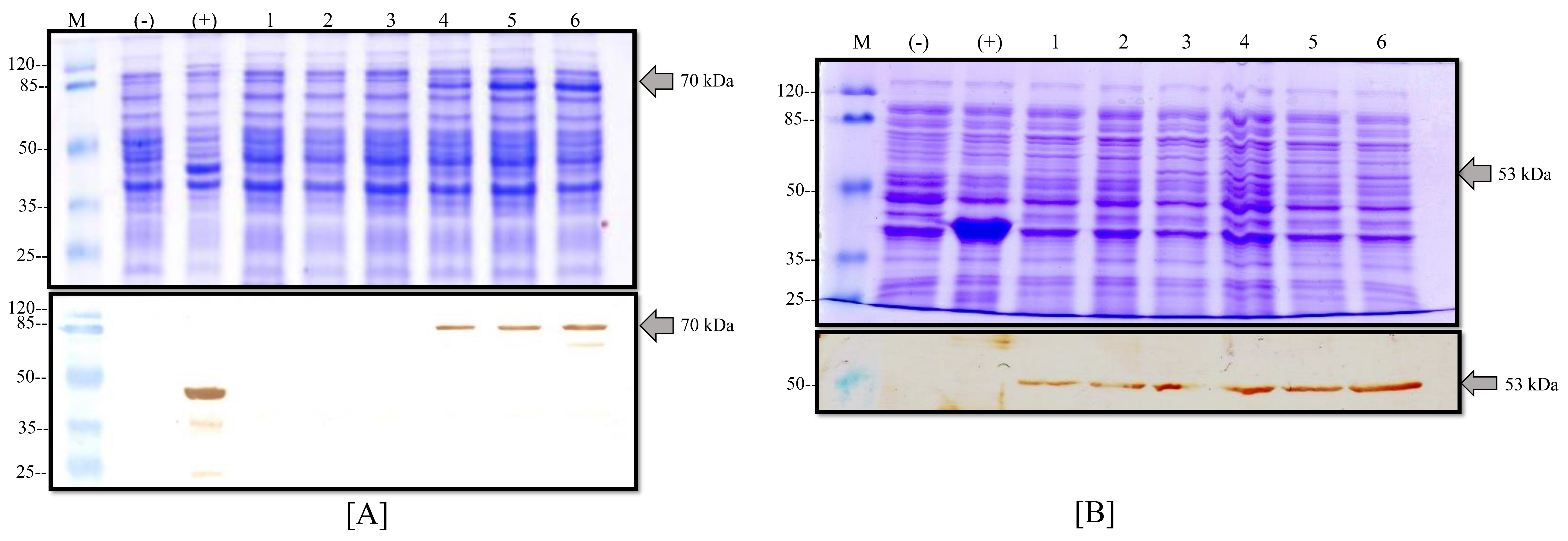 Viruses 14 01946 g004 Viruses 14 01946 g004
