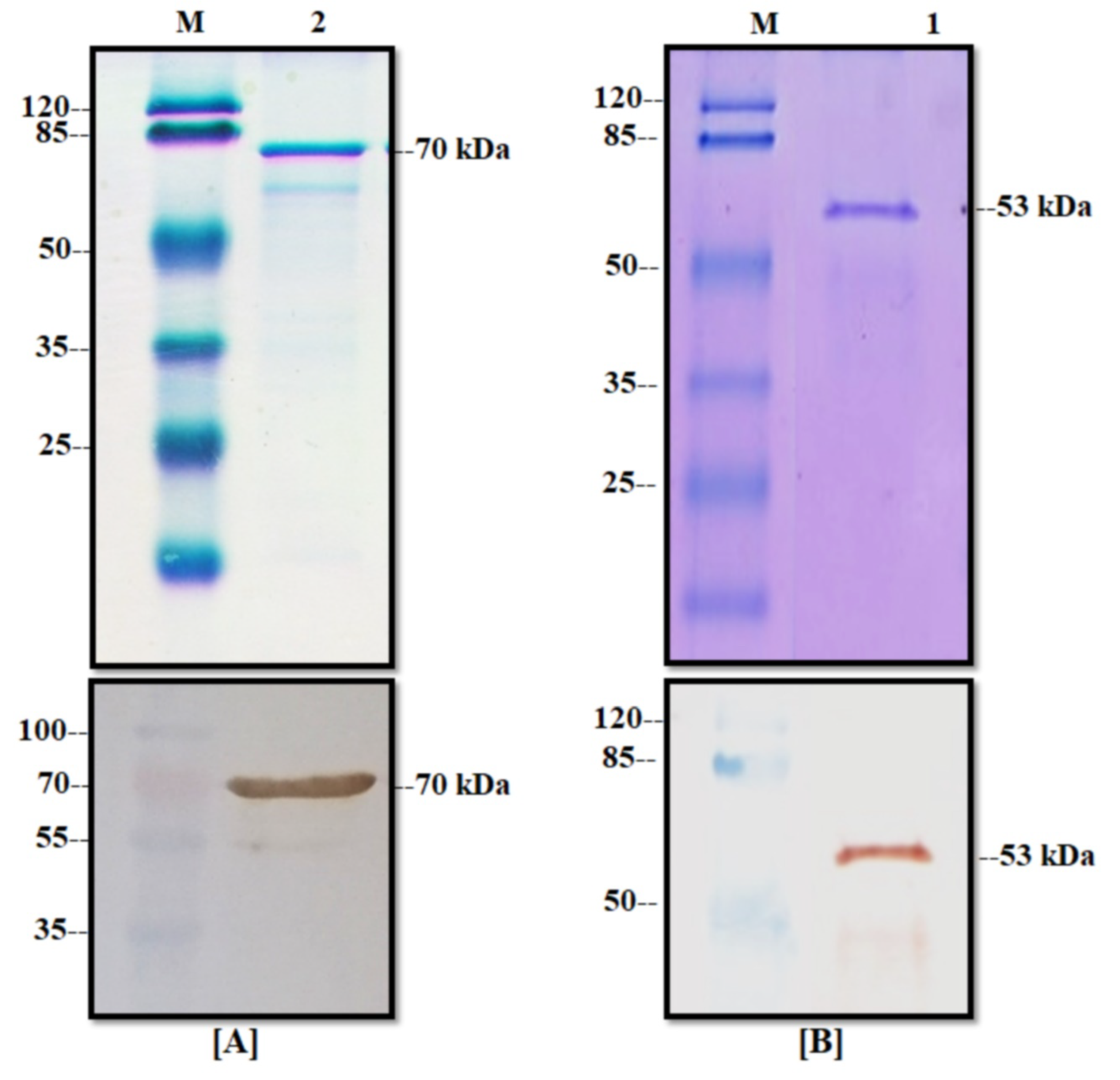 Viruses 14 01946 g005 Viruses 14 01946 g005
