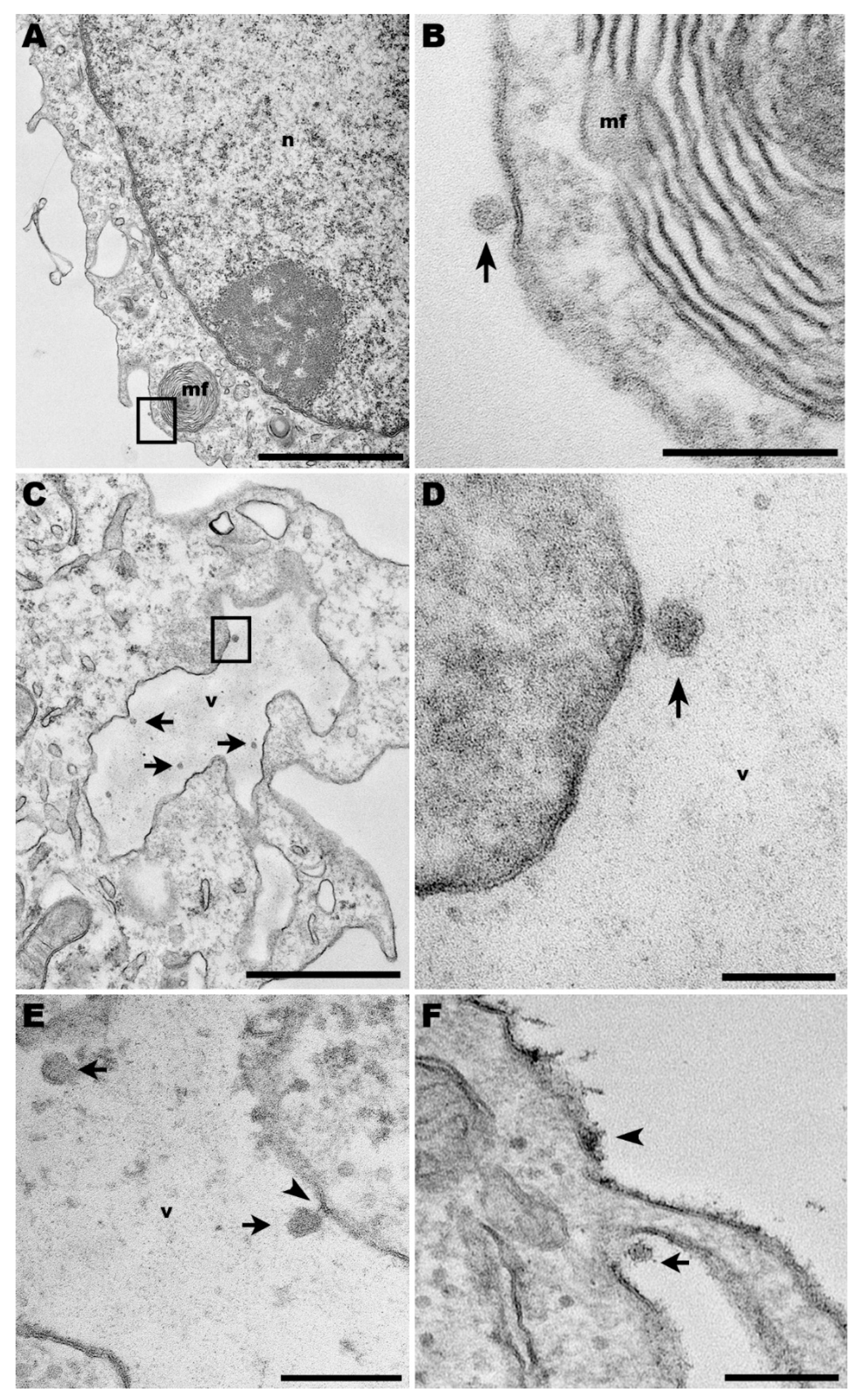Viruses 14 01948 g001