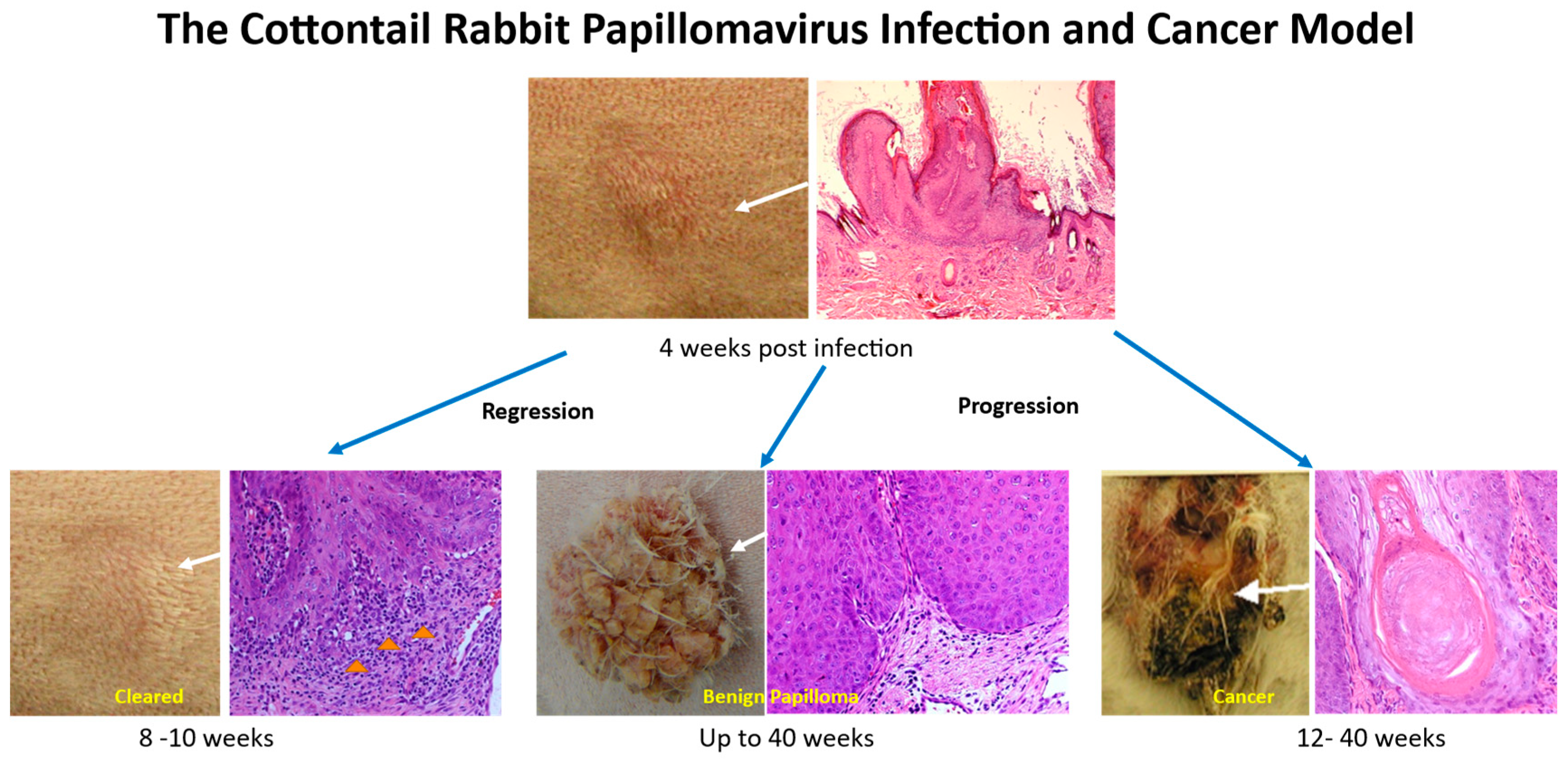 Viruses 14 01964 g002 Viruses 14 01964 g002