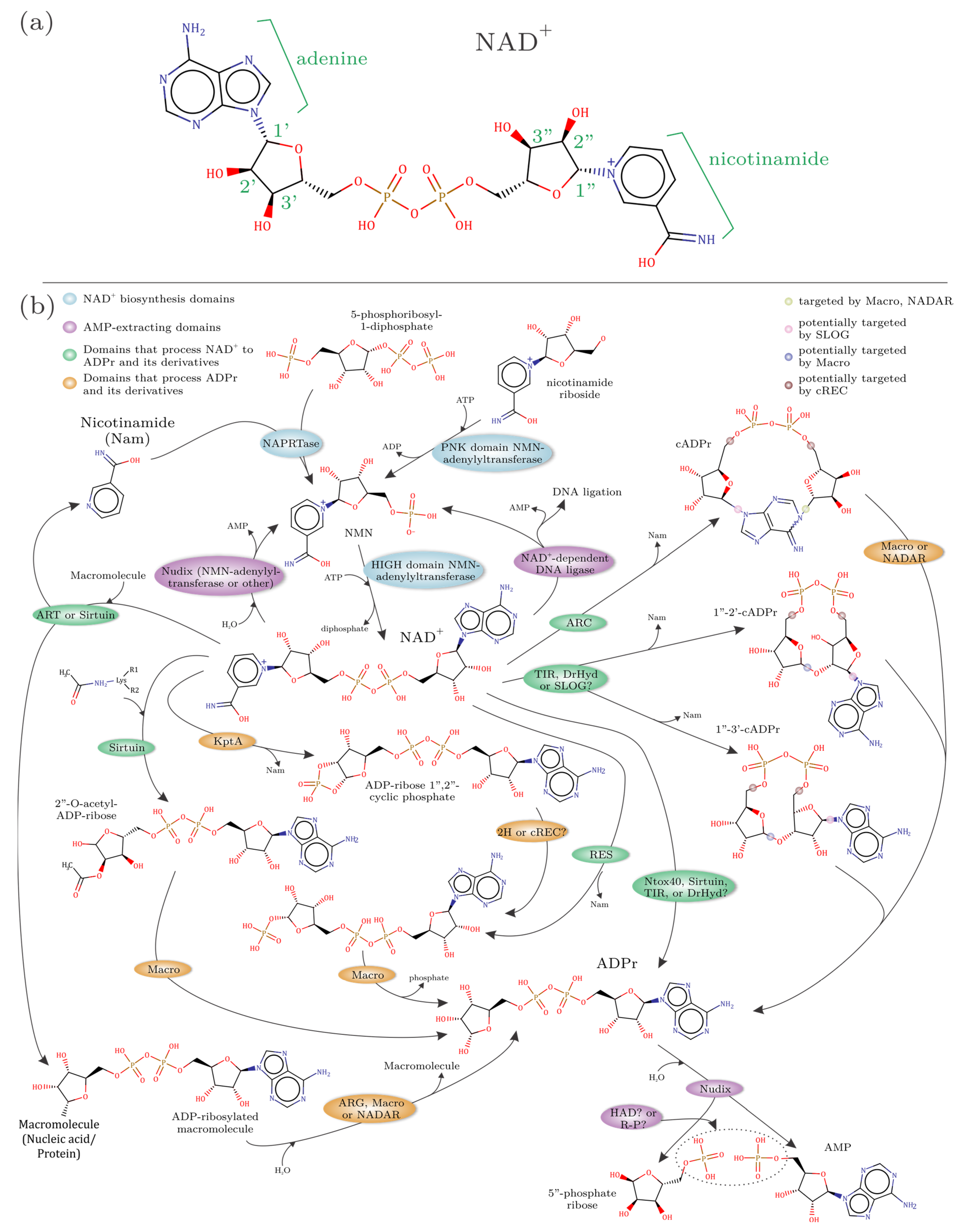 Viruses 14 01977 g001
