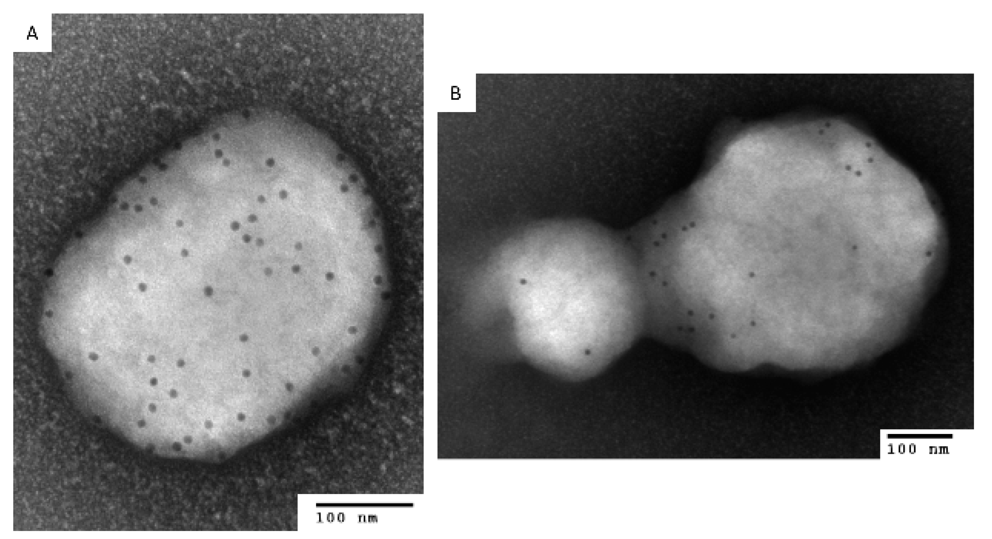 Viruses 14 01993 g002 550