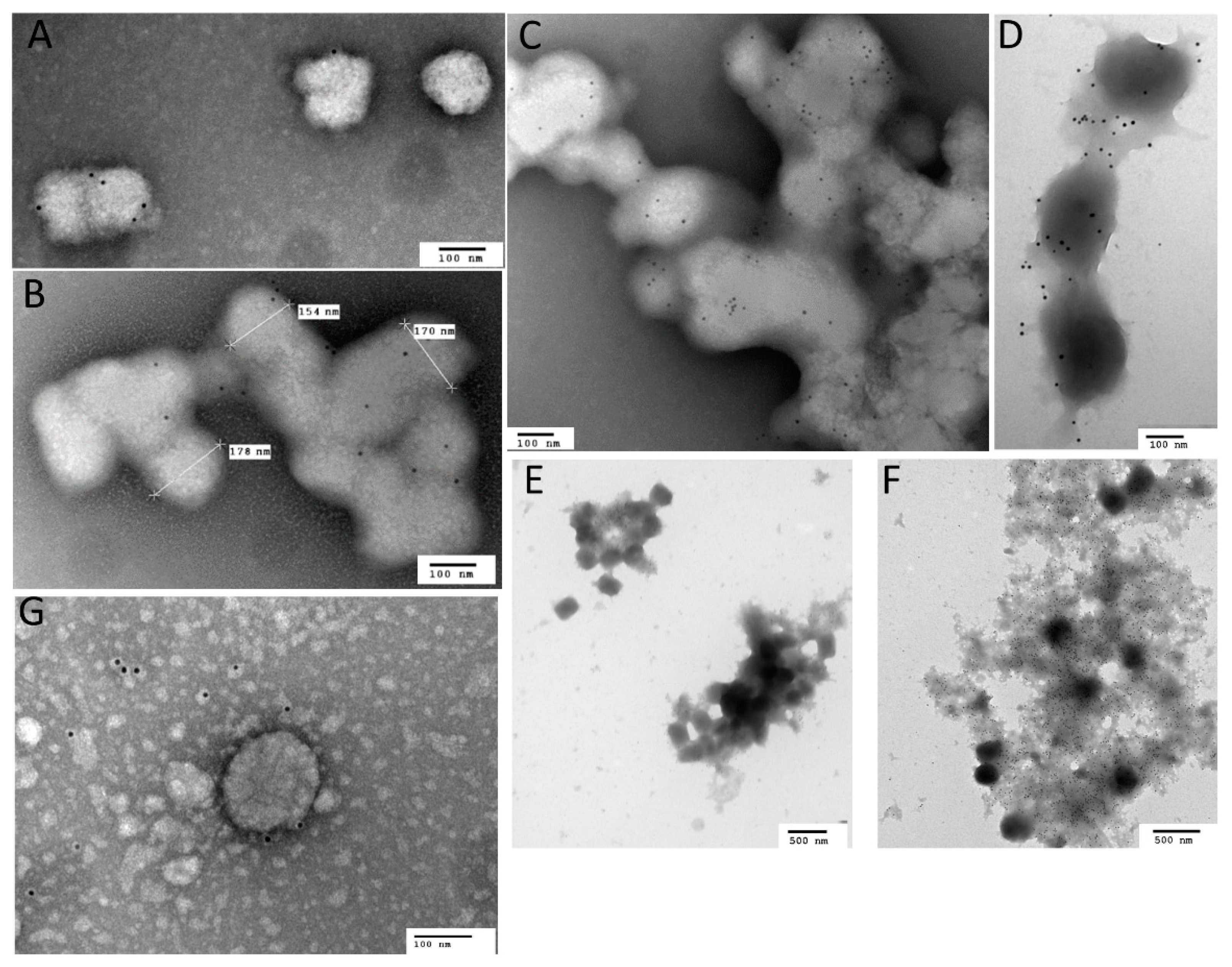Viruses 14 01993 g007 550