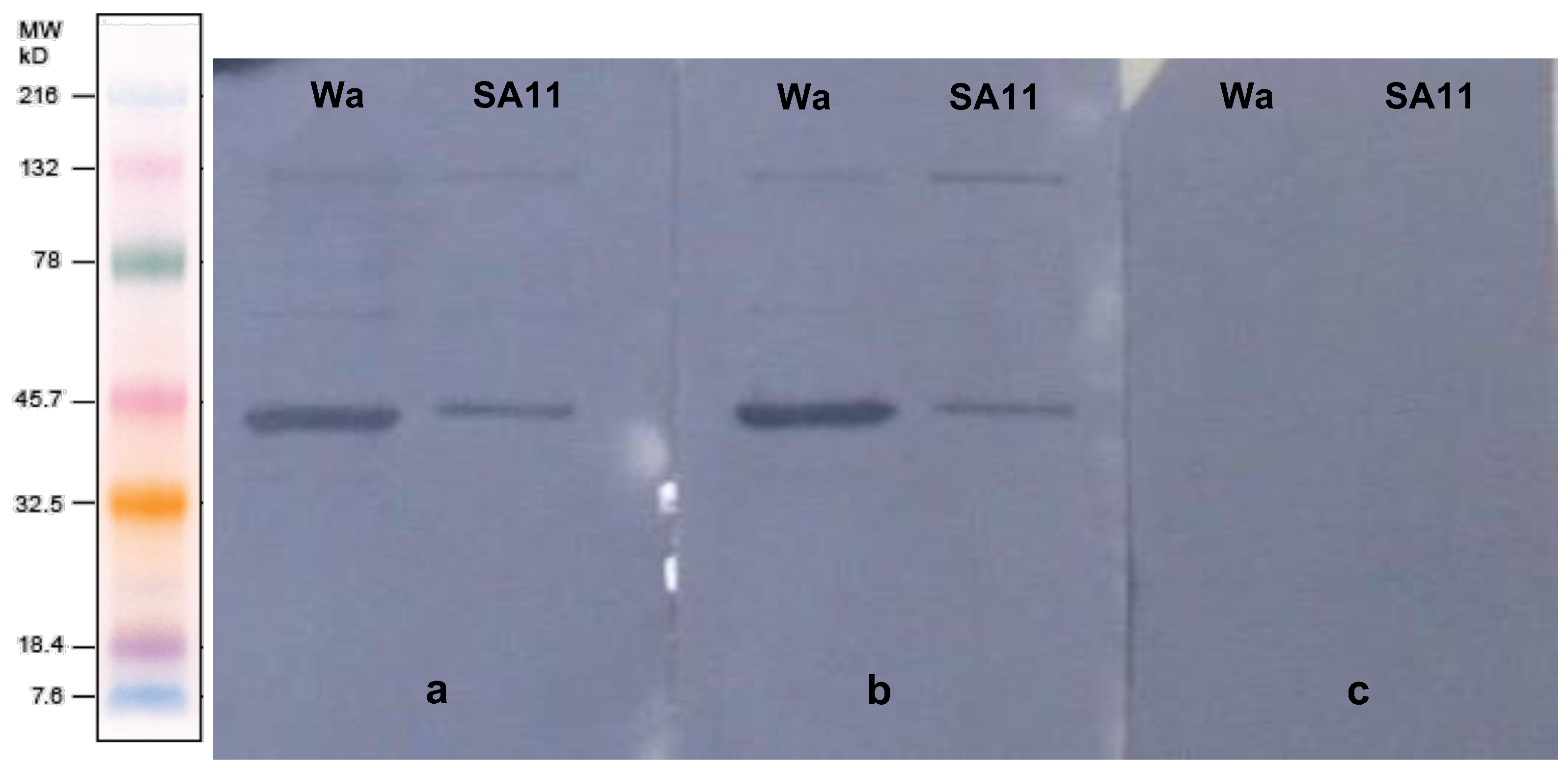 Viruses 14 01995 g002
