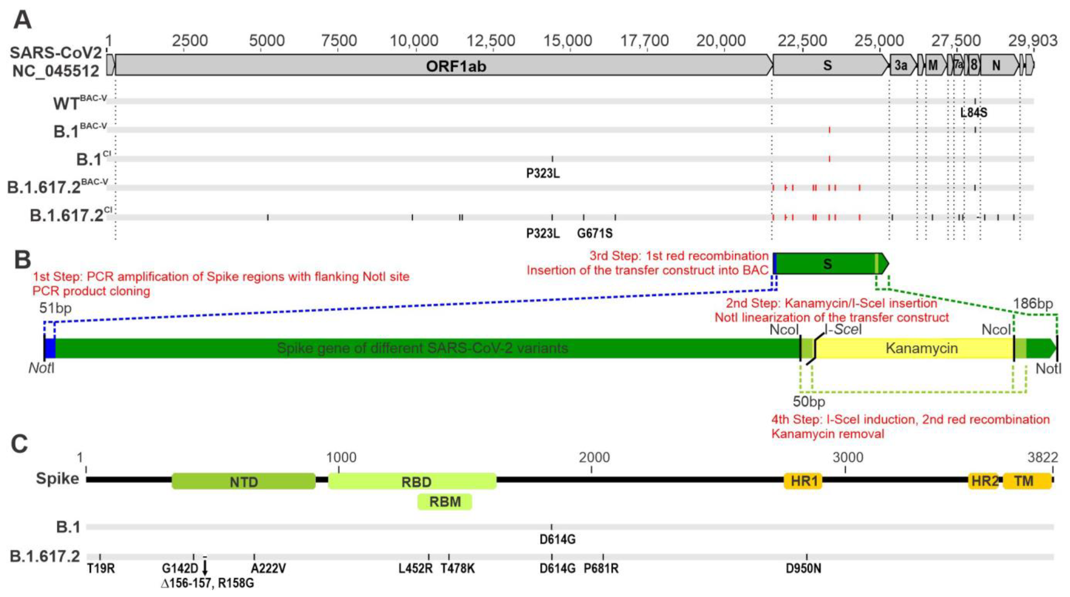 Viruses 14 02017 g001