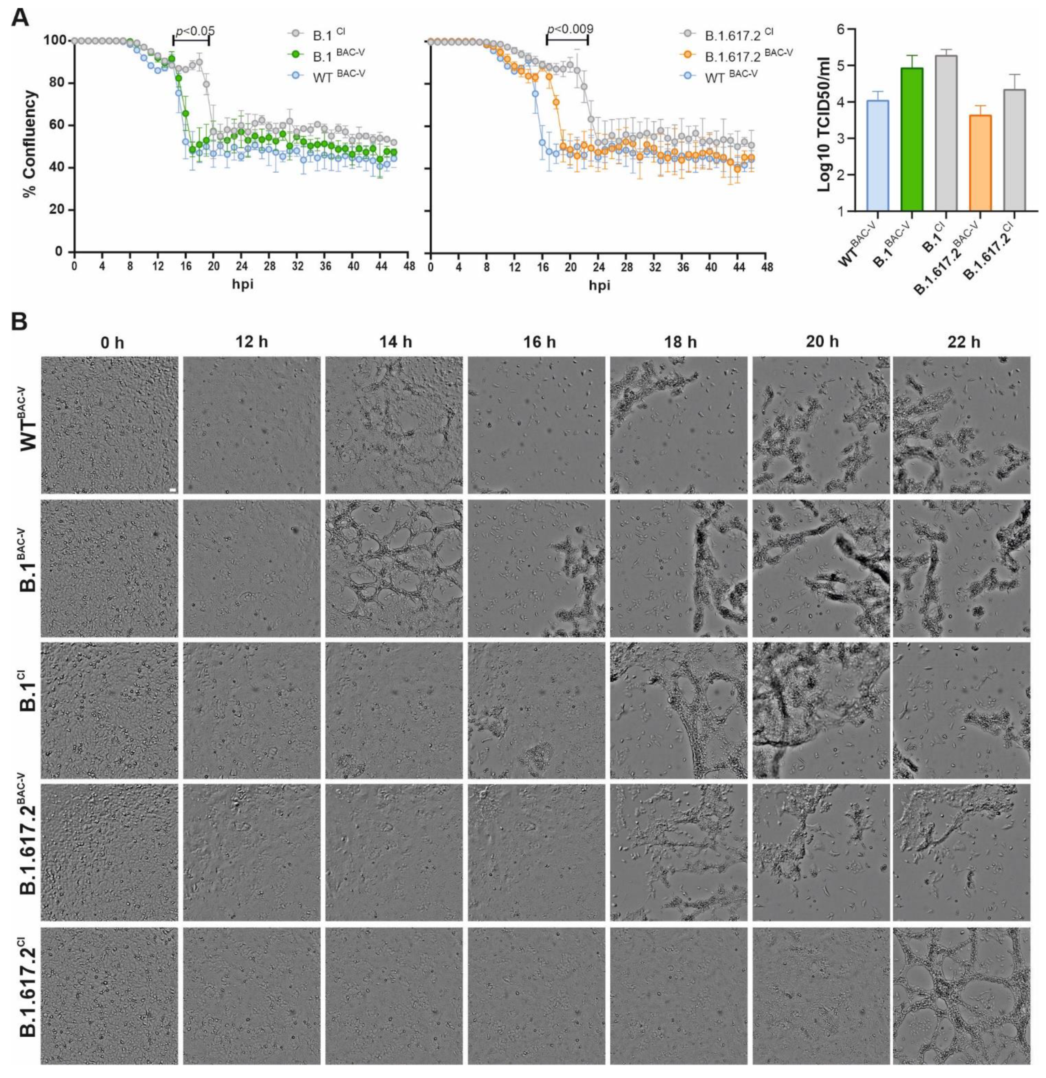 Viruses 14 02017 g002