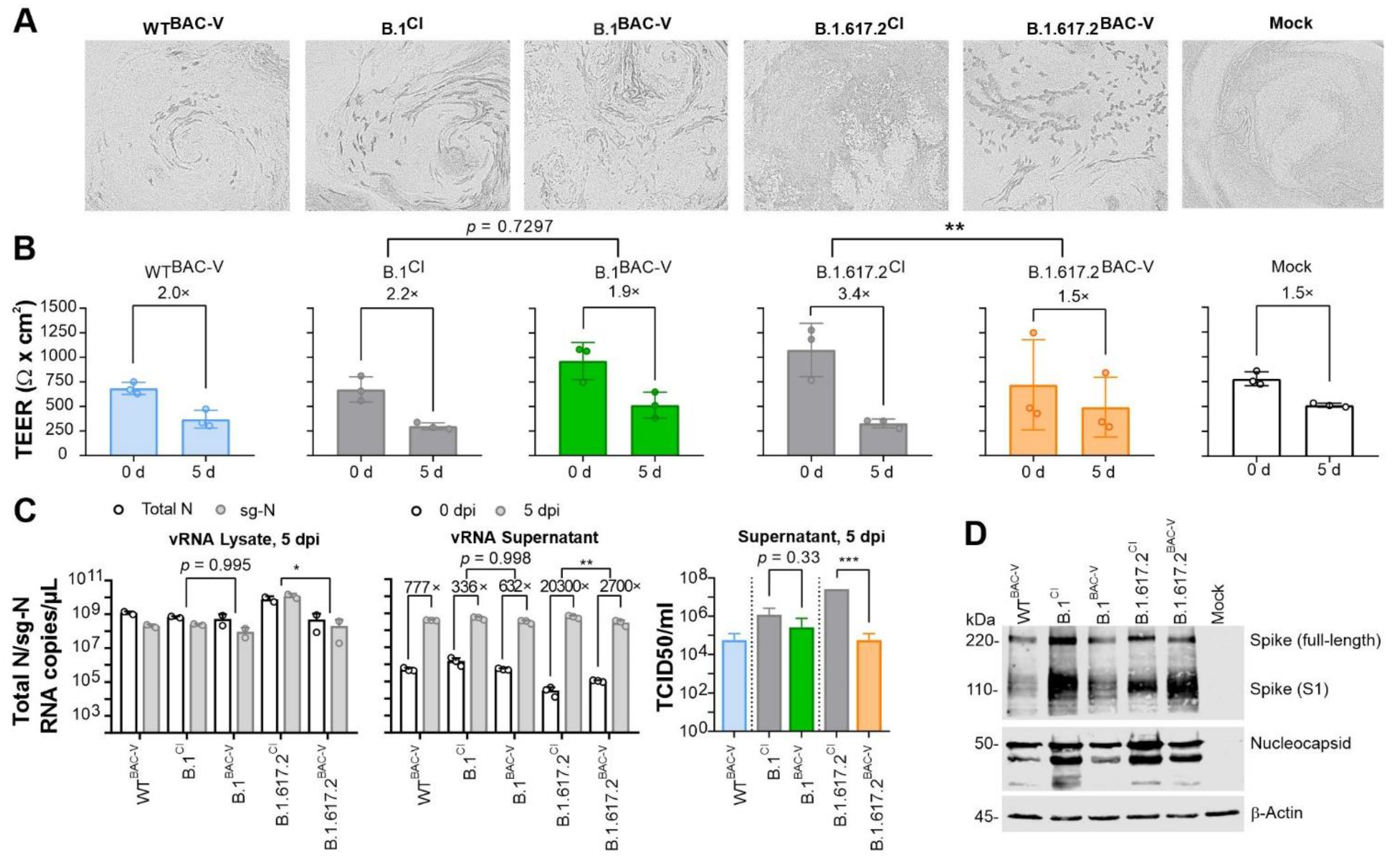 Viruses 14 02017 g007