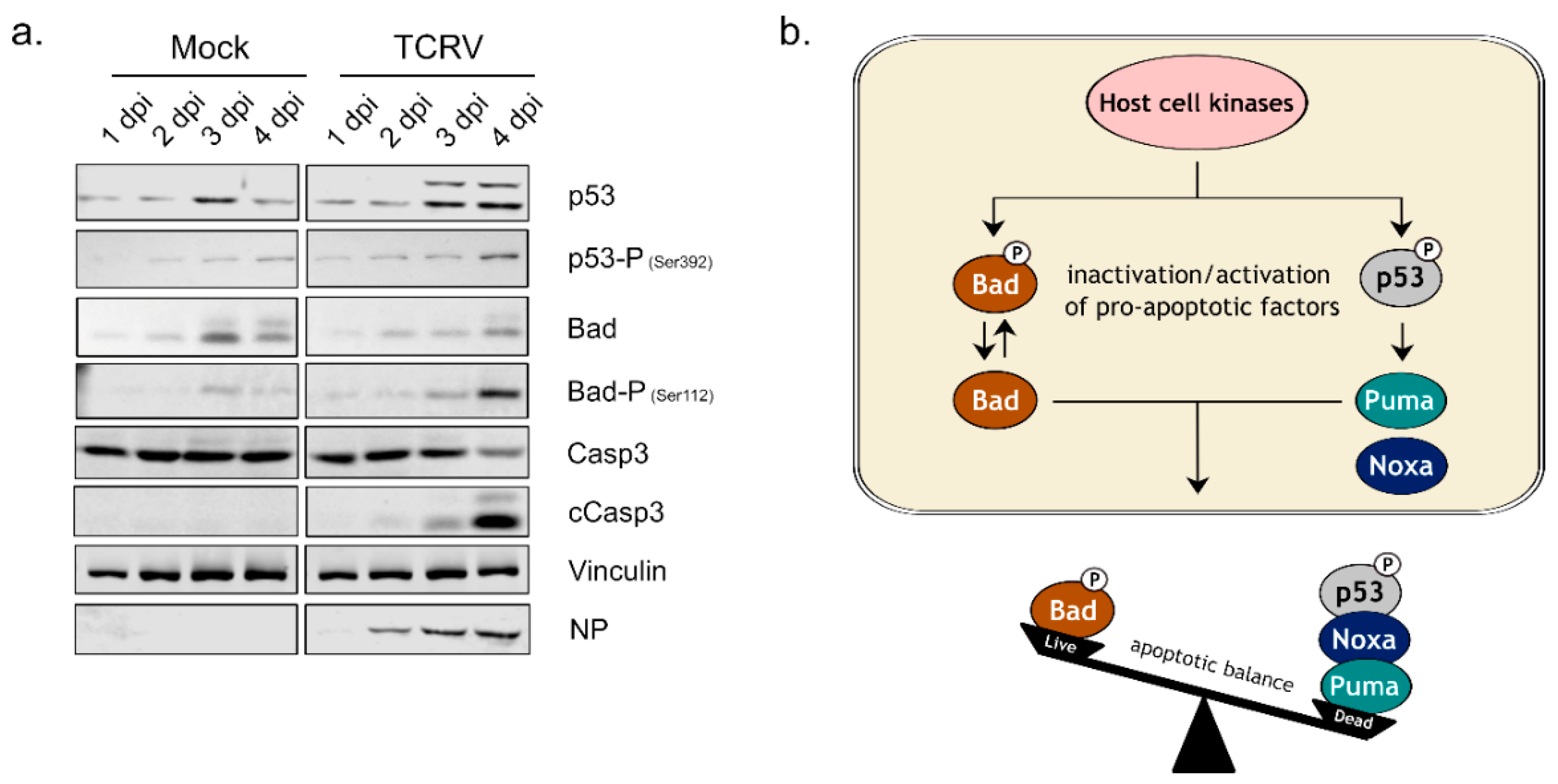 Viruses 14 02018 g001