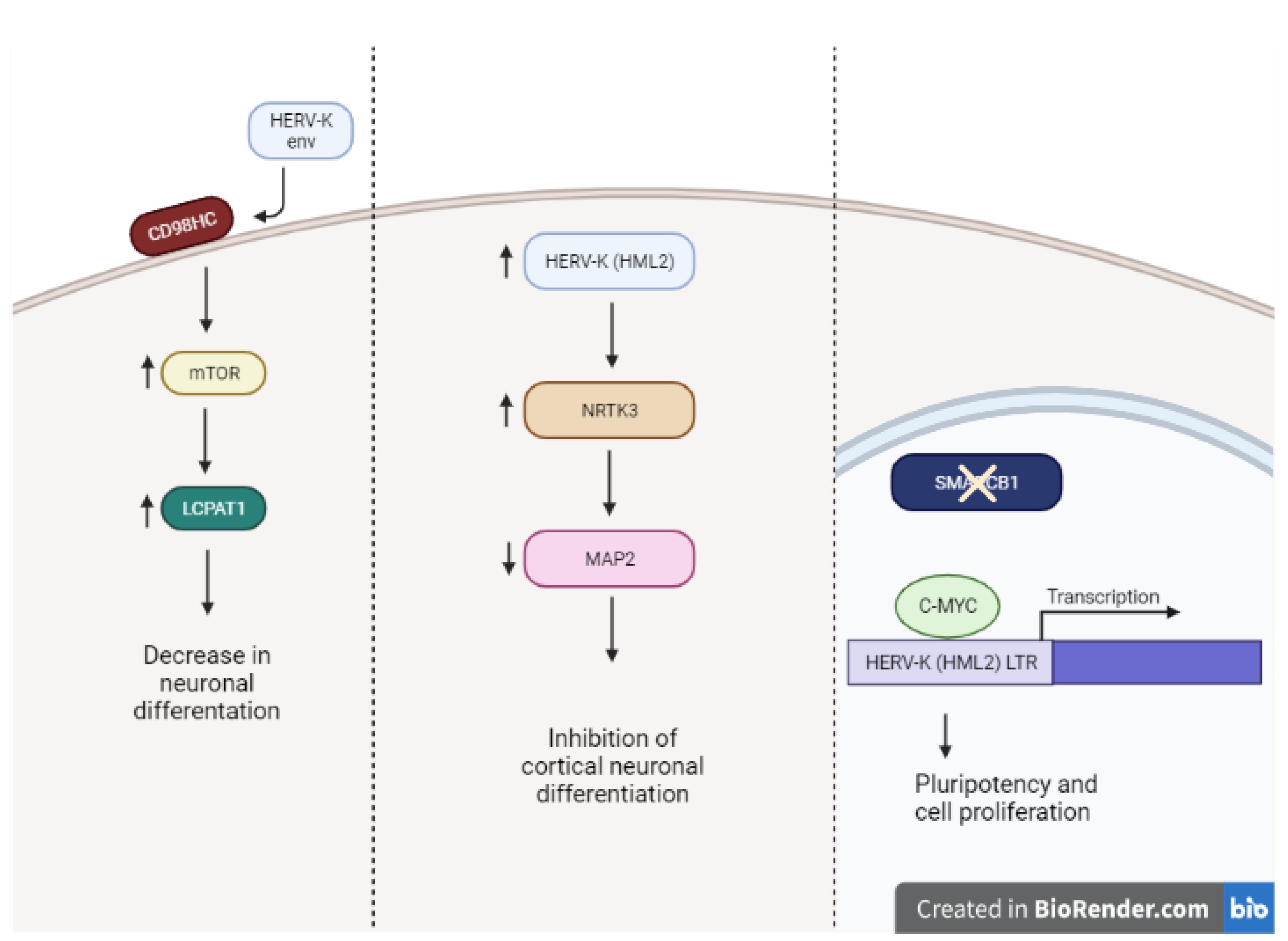 Viruses 14 02019 g002 Viruses 14 02019 g002