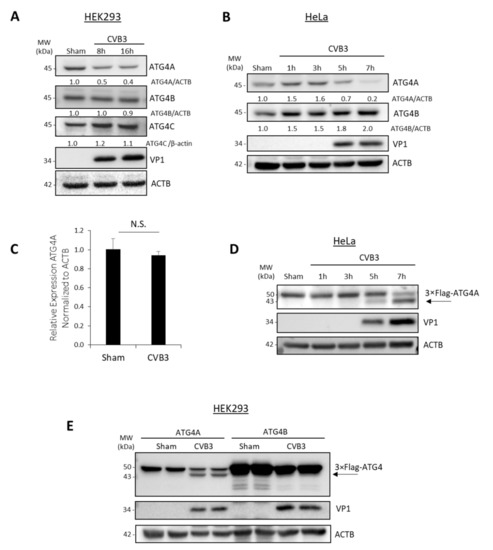 Viruses | Free Full-Text | Coxsackievirus Protease 2A Targets Host ...