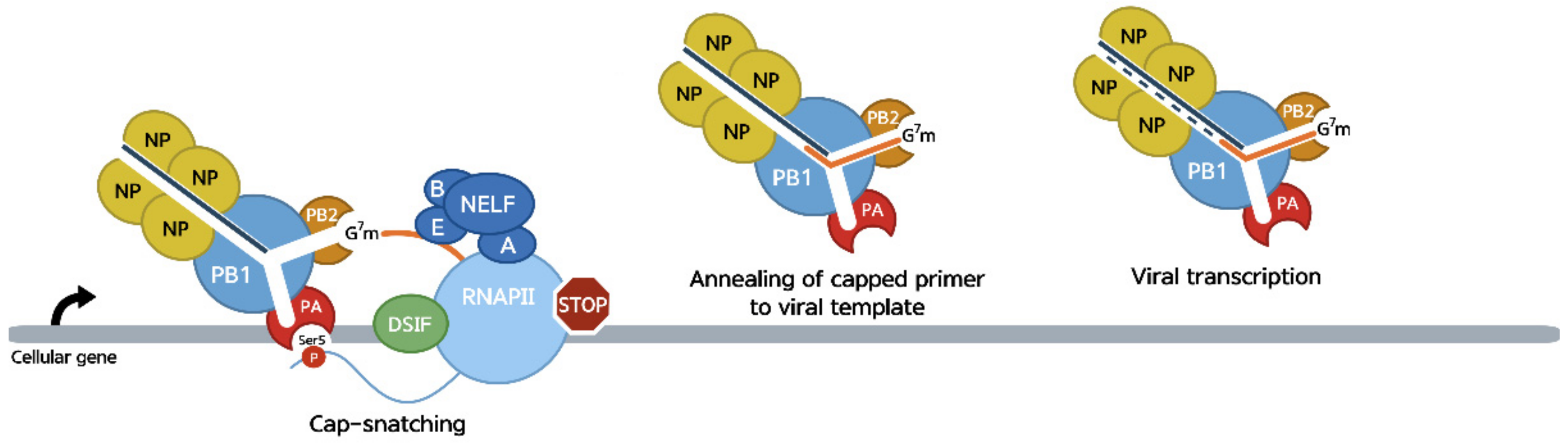 Viruses 14 02029 g003 Viruses 14 02029 g003