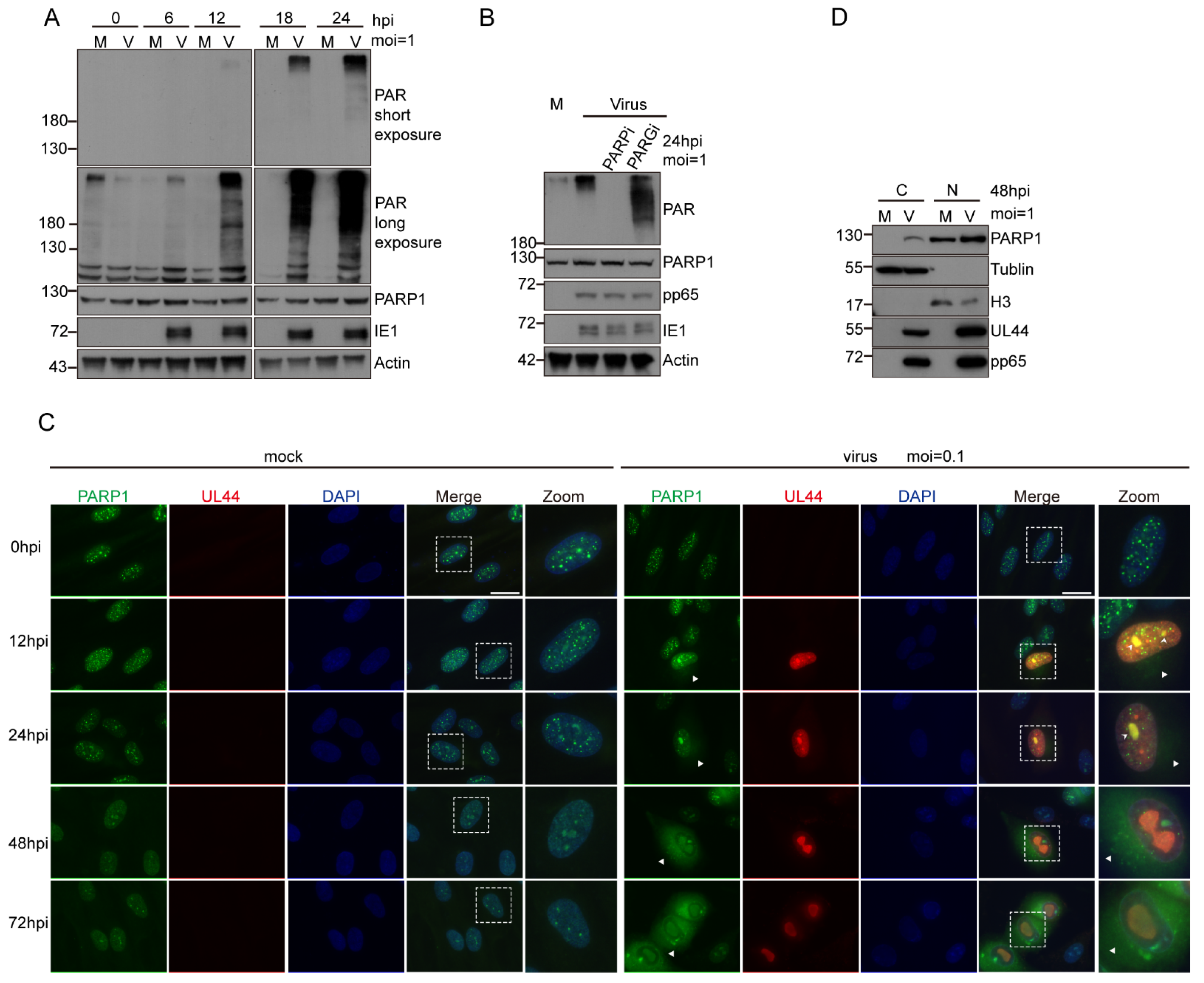Viruses 14 02049 g002 Viruses 14 02049 g002