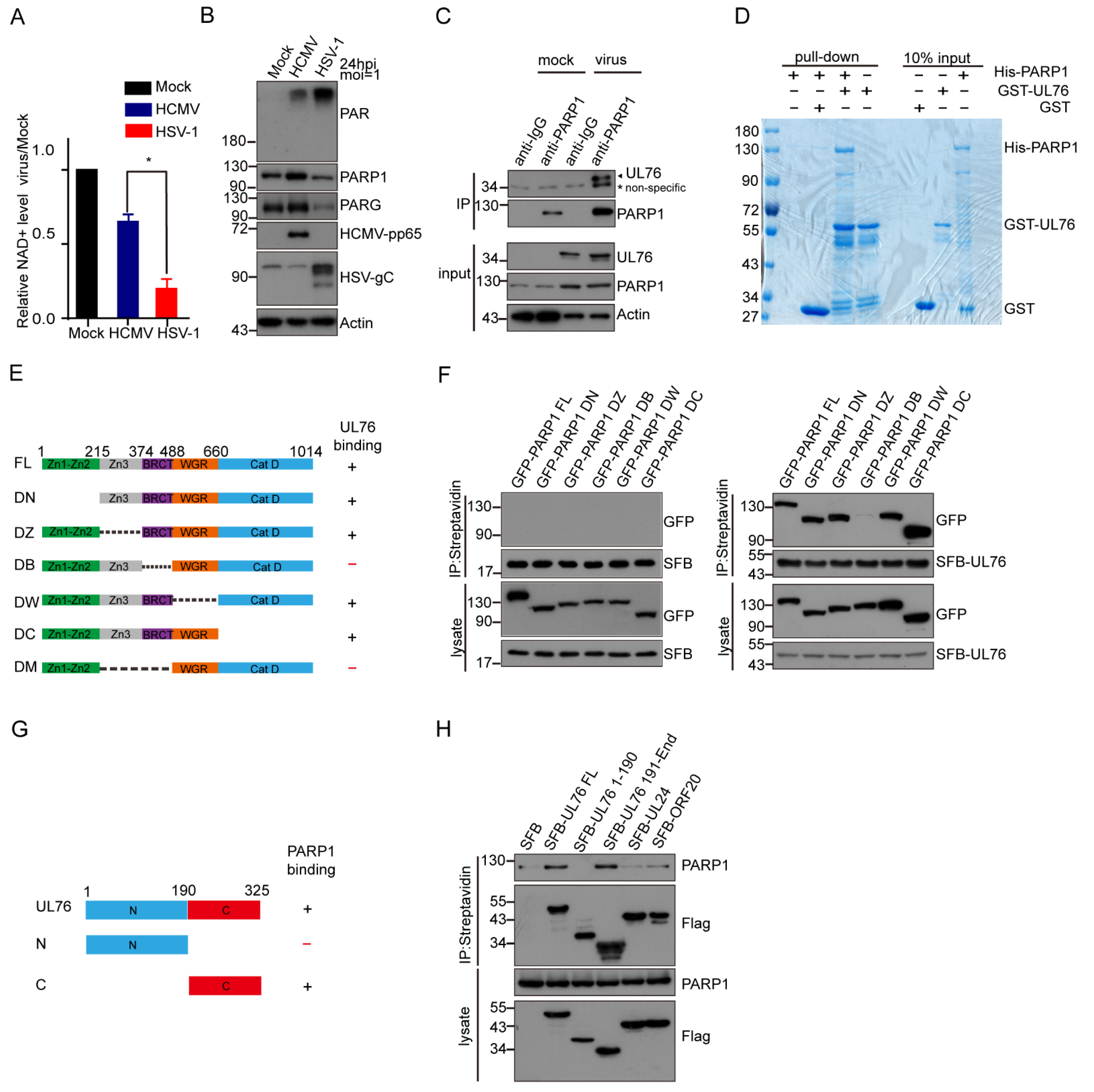 Viruses 14 02049 g004 Viruses 14 02049 g004
