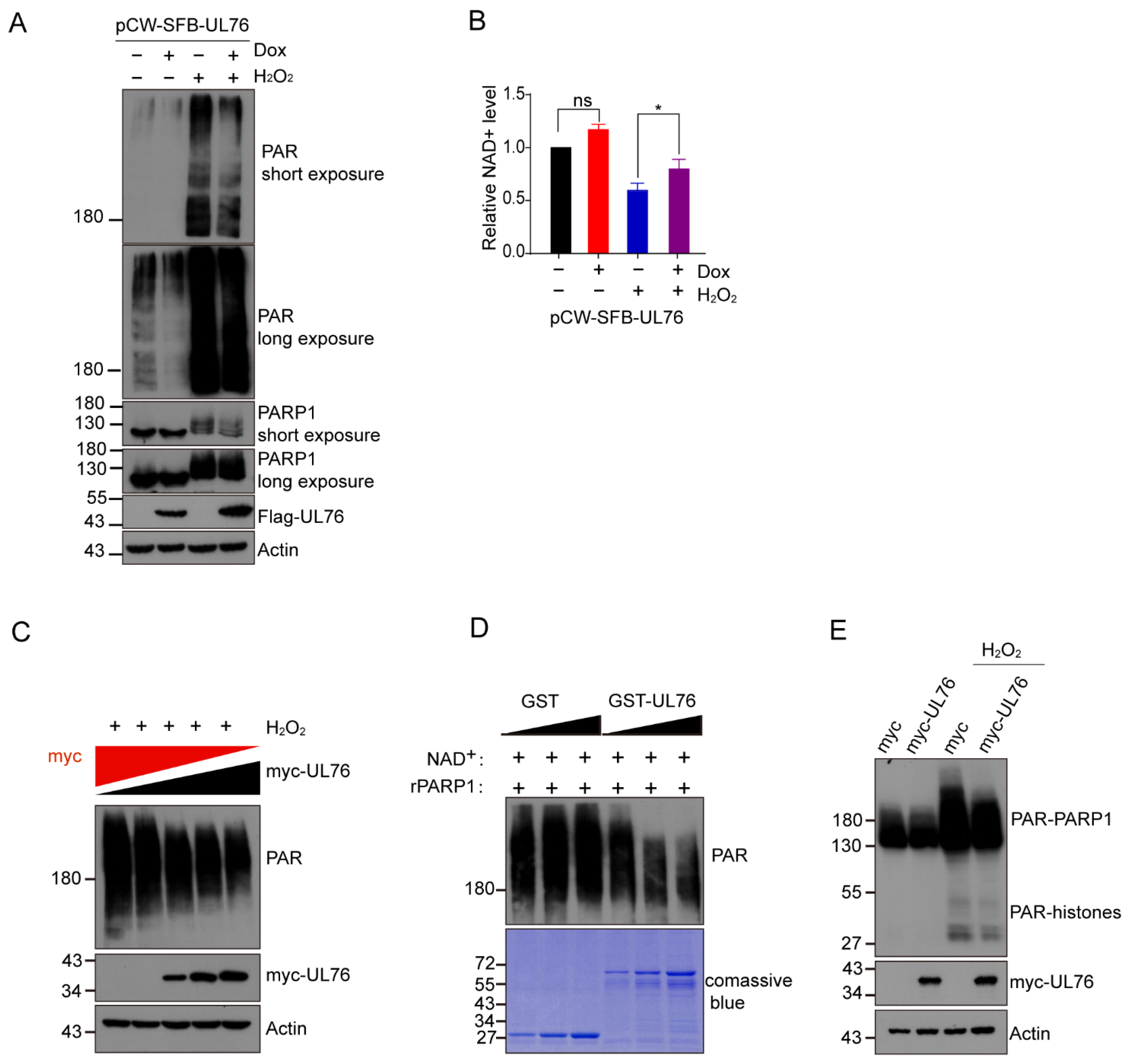 Viruses 14 02049 g005 Viruses 14 02049 g005