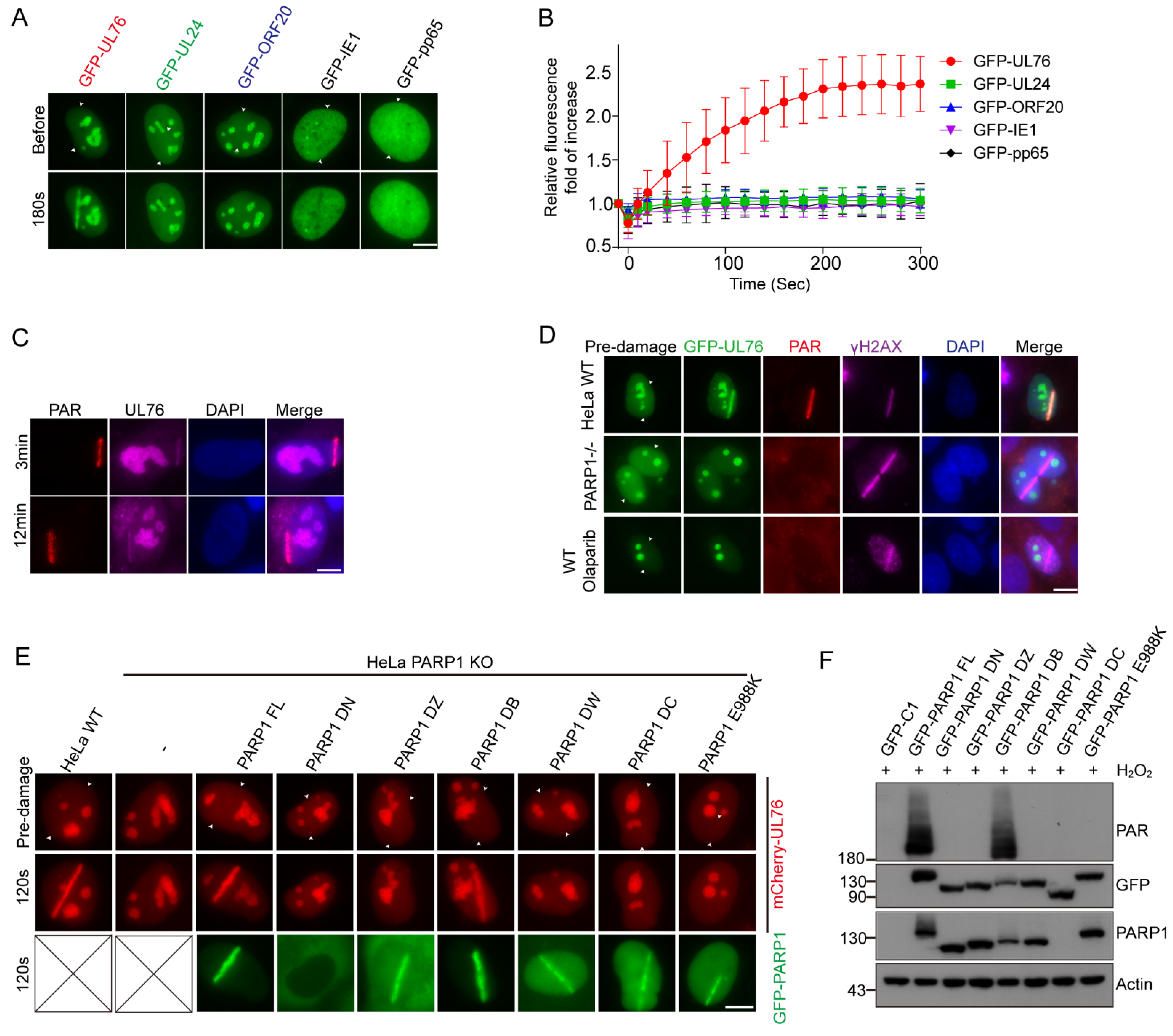 Viruses 14 02049 g006 Viruses 14 02049 g006