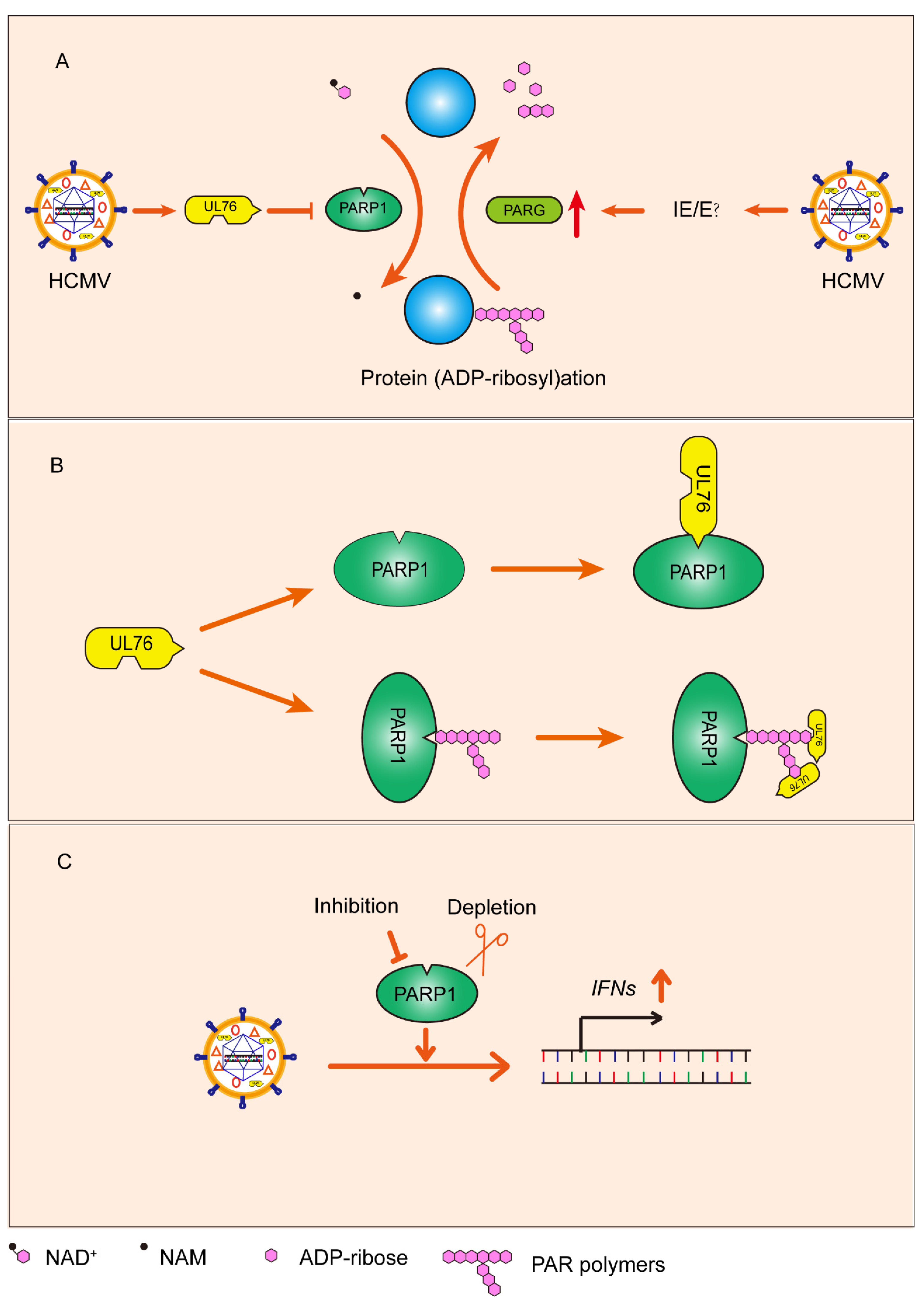 Viruses 14 02049 g009 Viruses 14 02049 g009