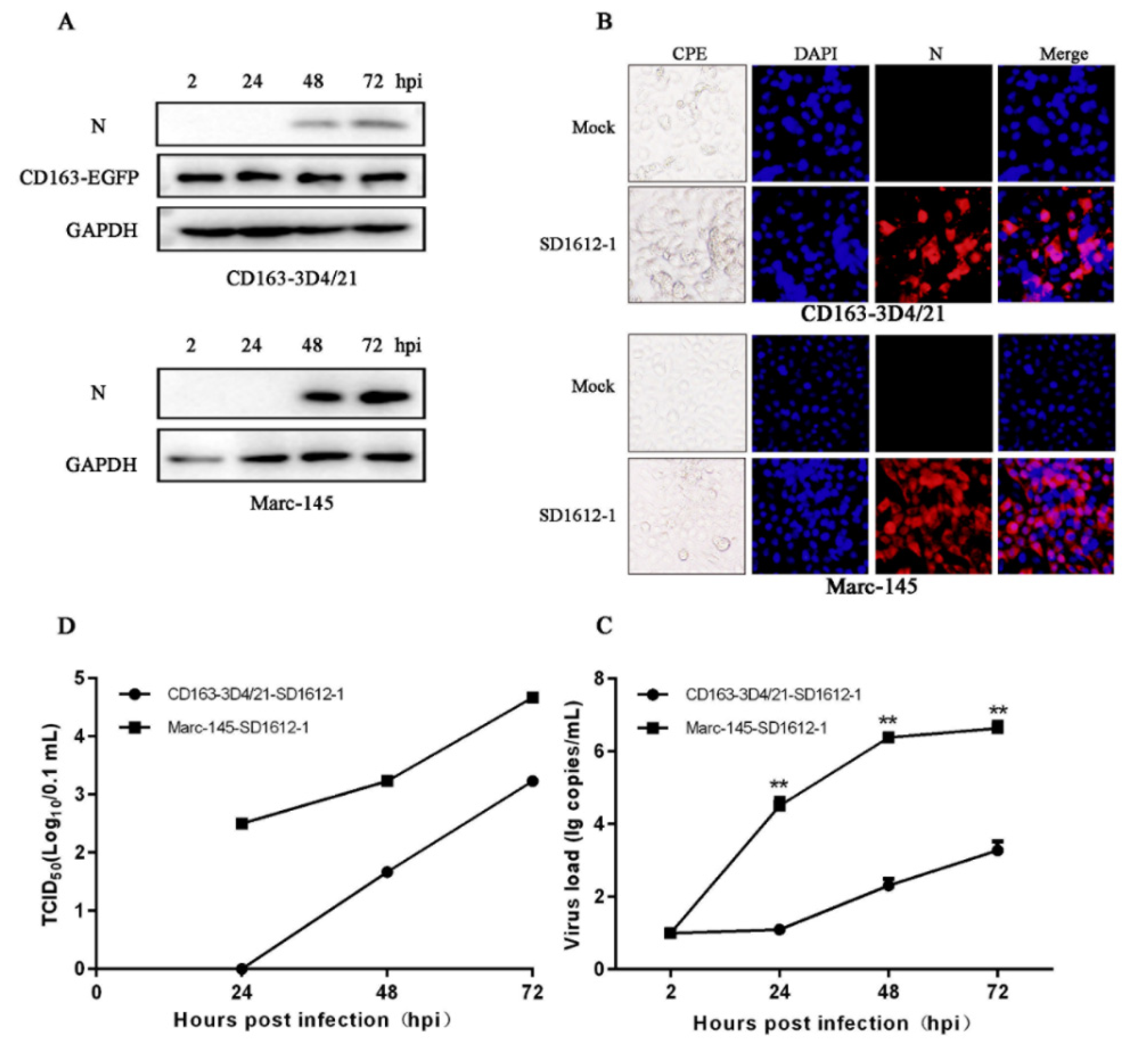 Viruses 14 02056 g003 Viruses 14 02056 g003
