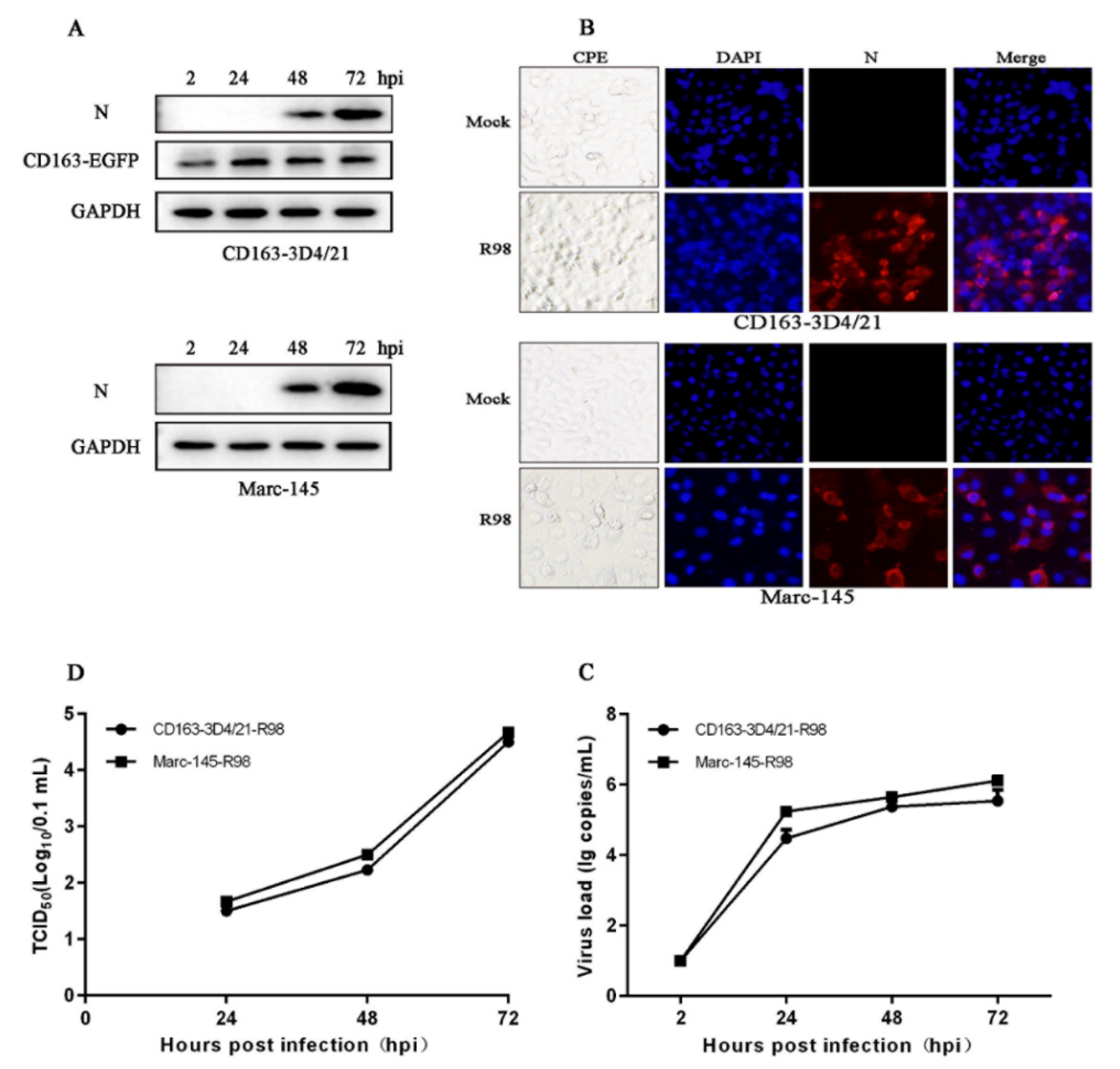 Viruses 14 02056 g004 Viruses 14 02056 g004