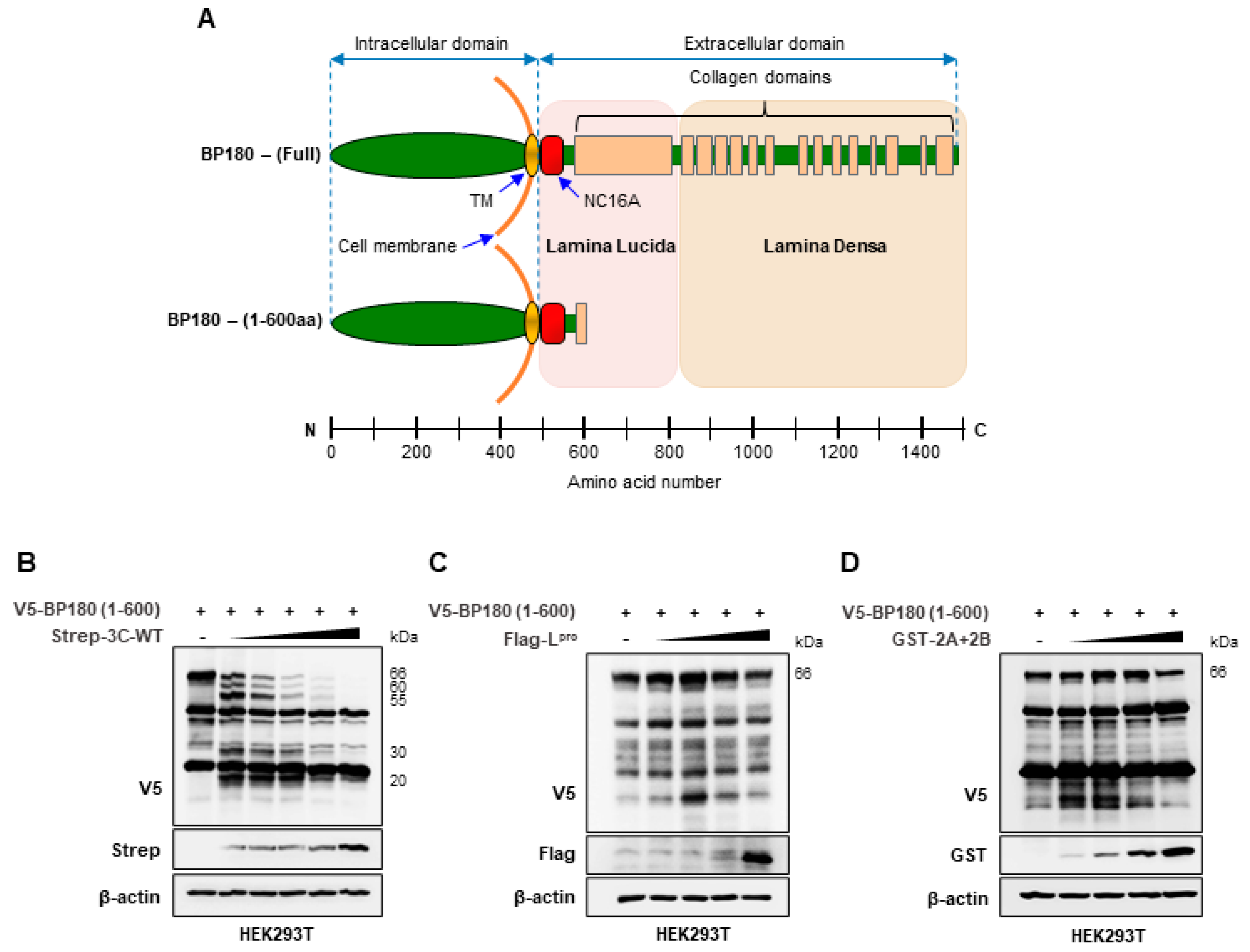 Viruses 14 02060 g001