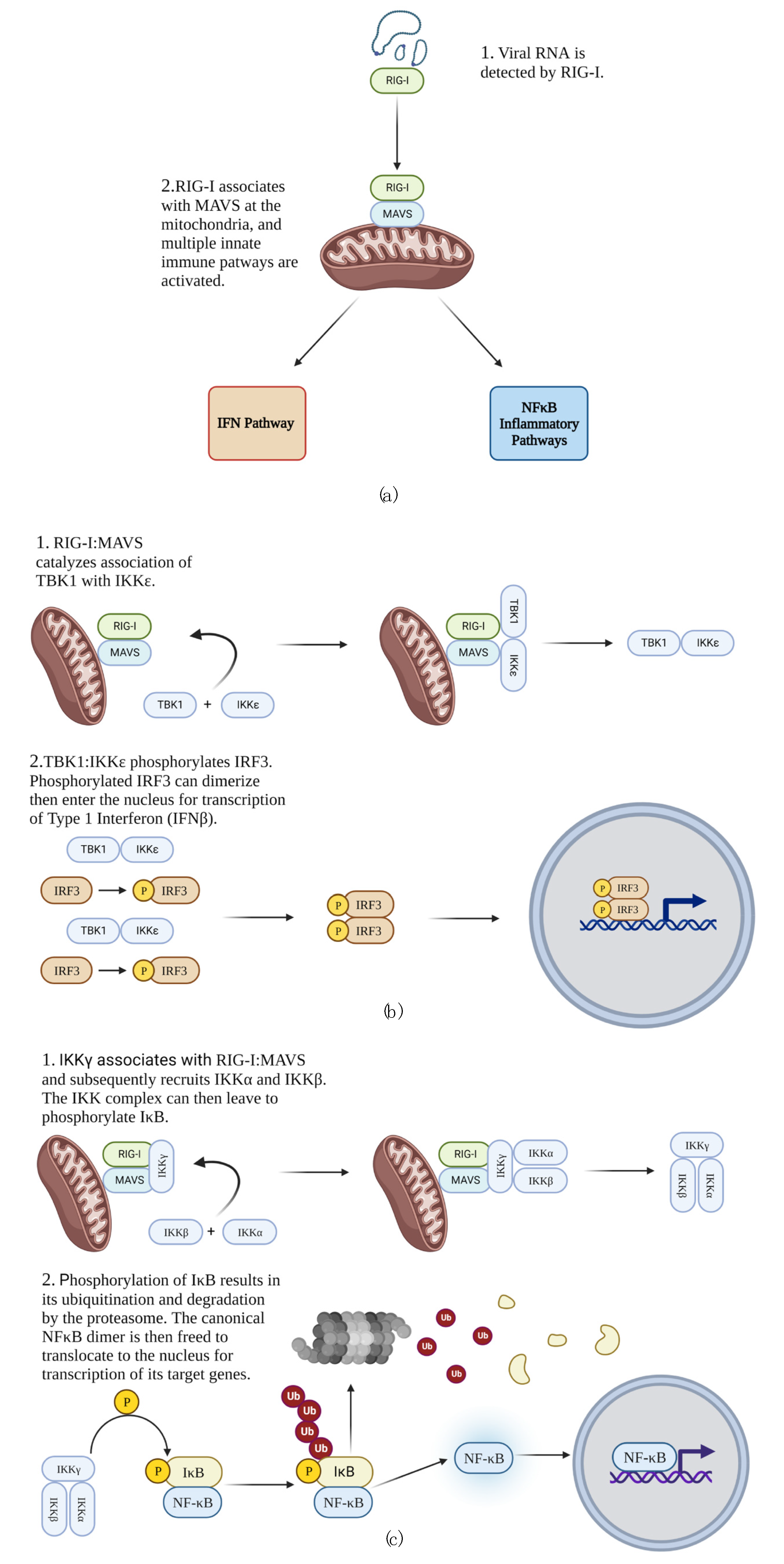 Viruses 14 02064 g001