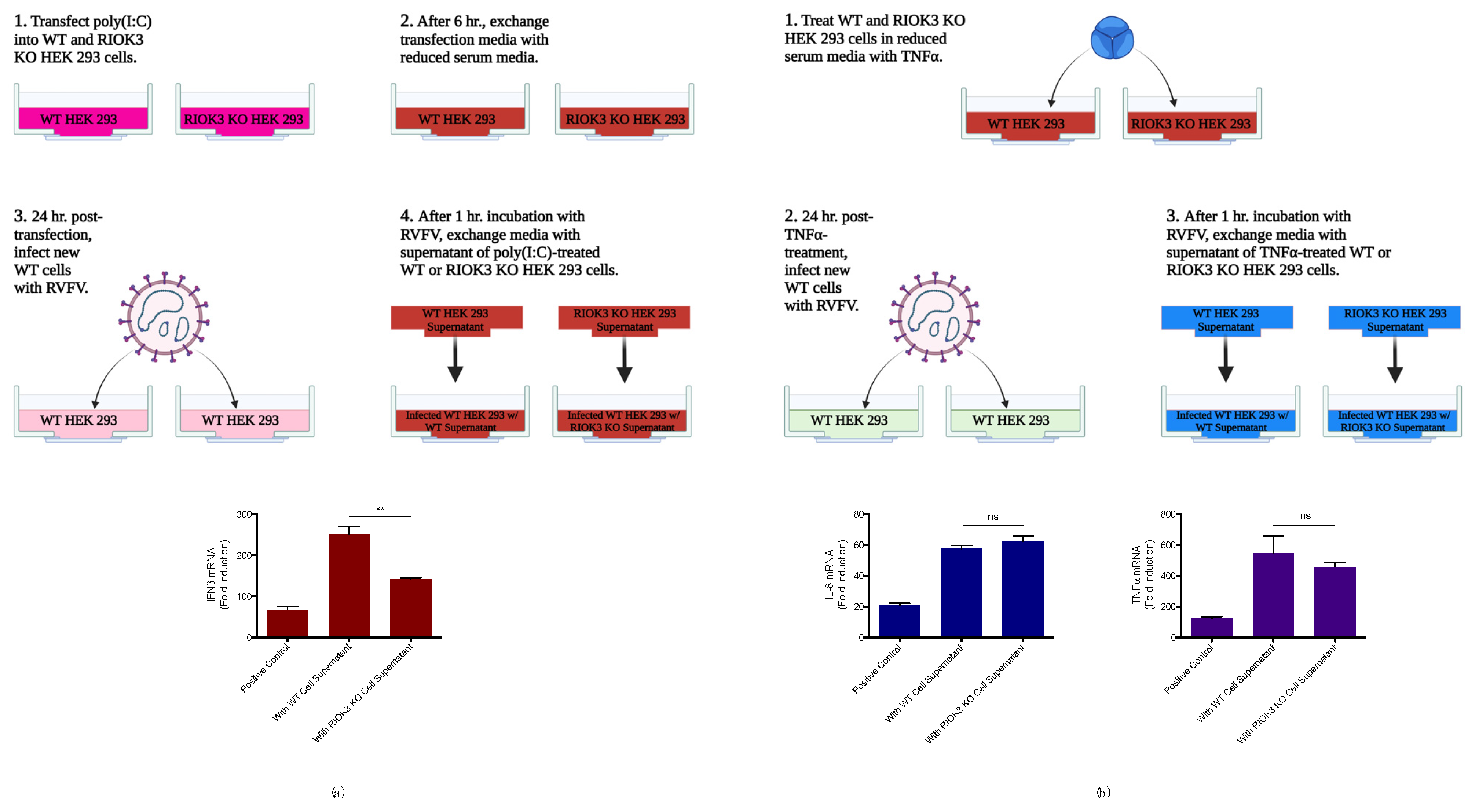 Viruses 14 02064 g002