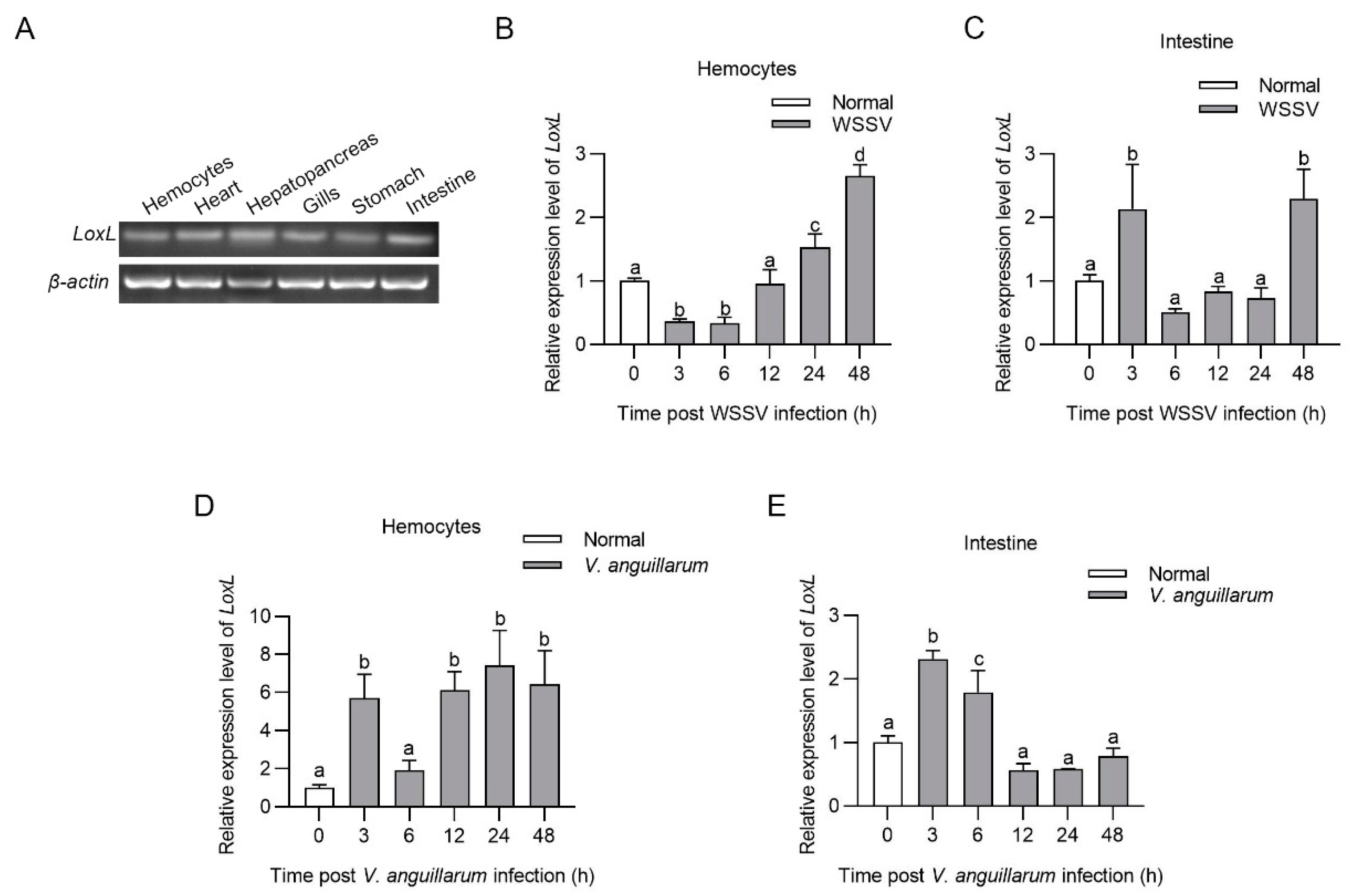 Viruses 14 02072 g001 Viruses 14 02072 g001