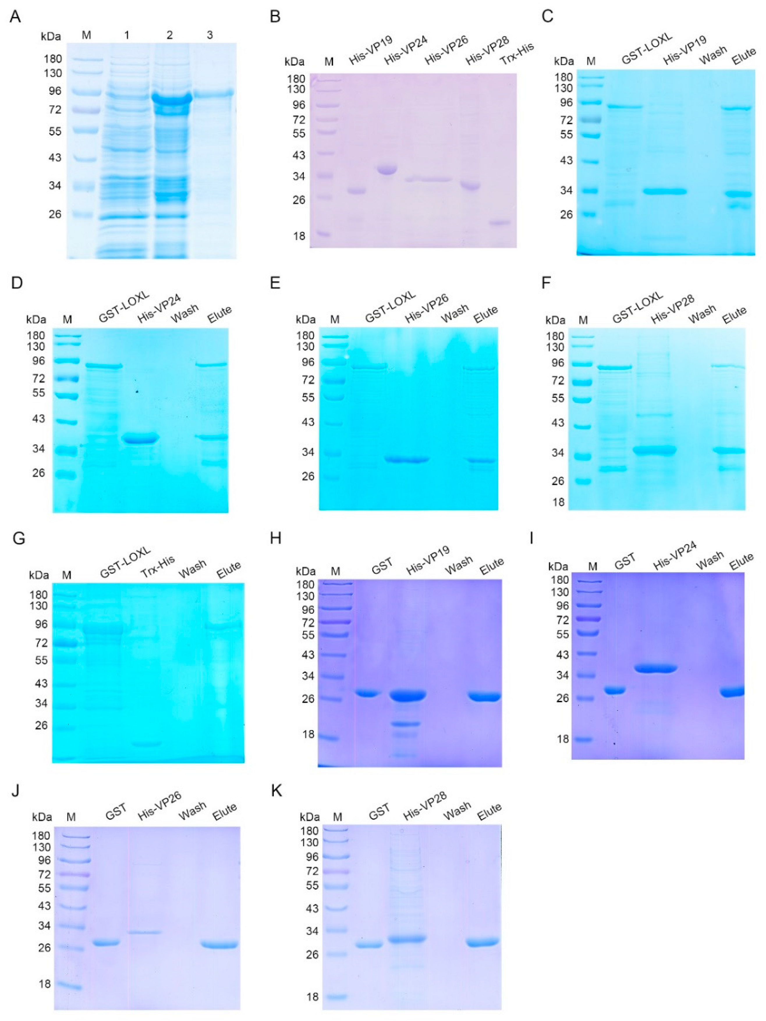 Viruses 14 02072 g005 Viruses 14 02072 g005