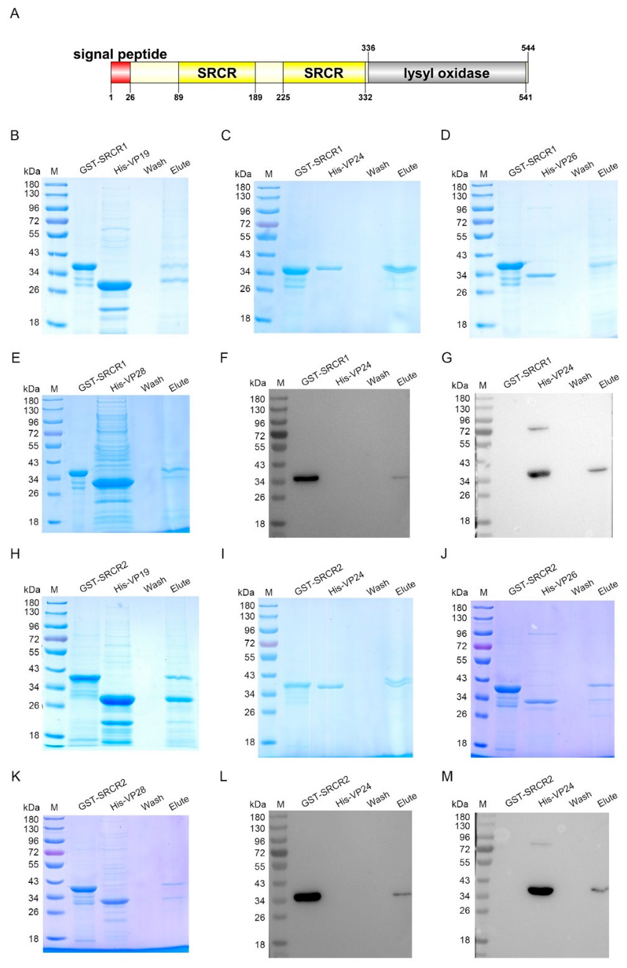 Viruses 14 02072 g006 Viruses 14 02072 g006