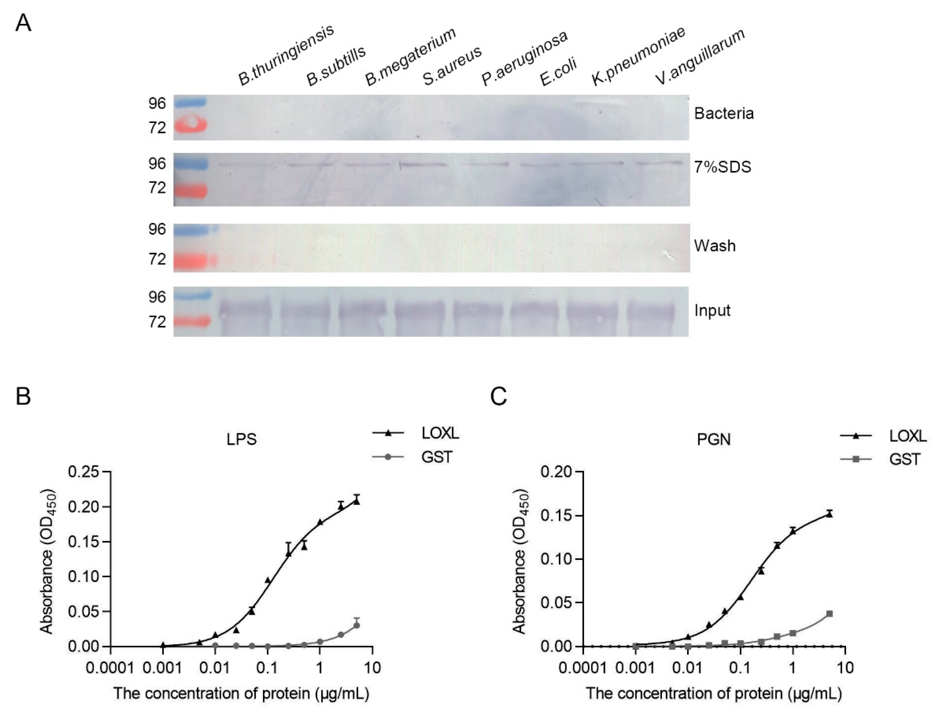 Viruses 14 02072 g007 Viruses 14 02072 g007