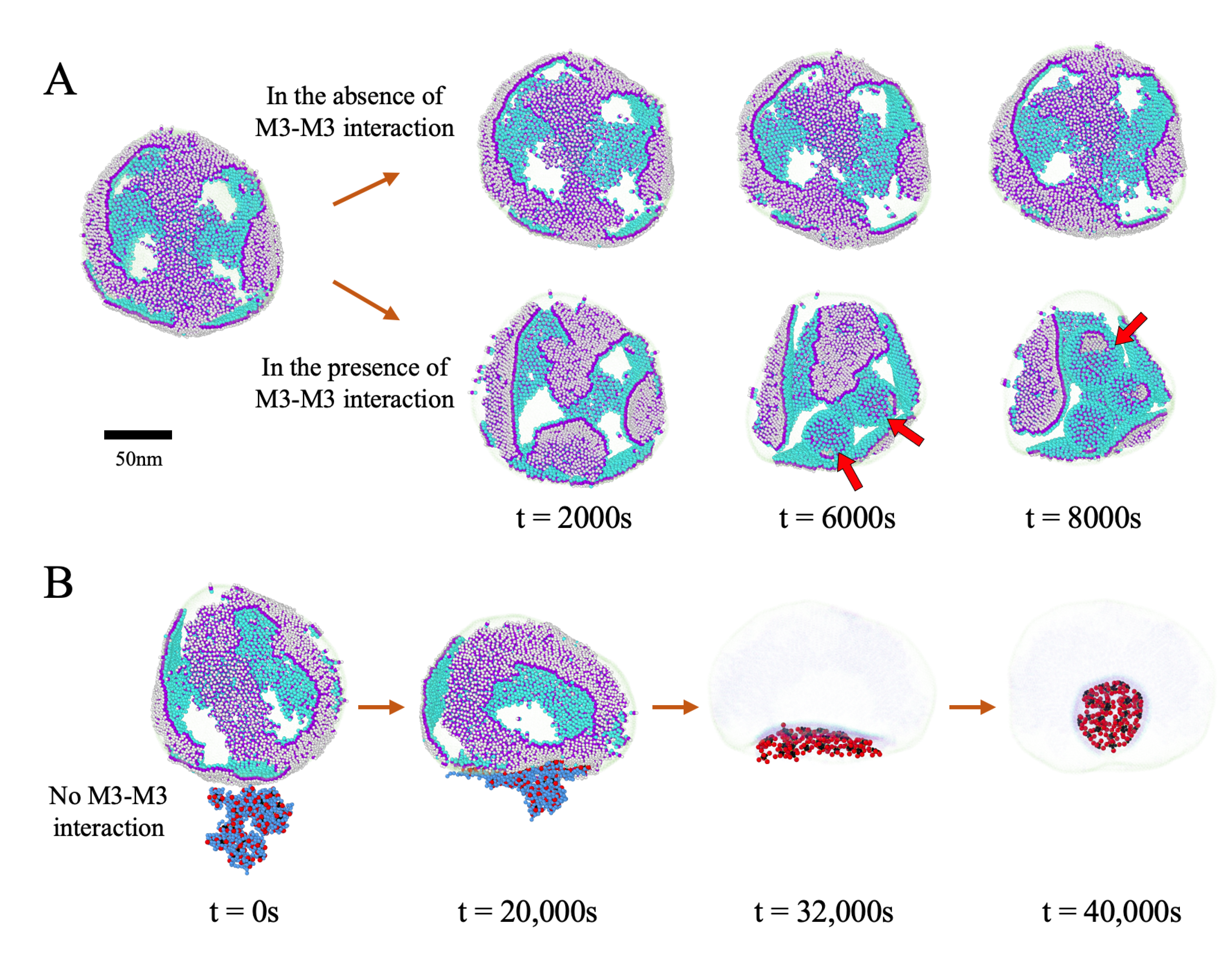 Viruses 14 02089 g008 Viruses 14 02089 g008