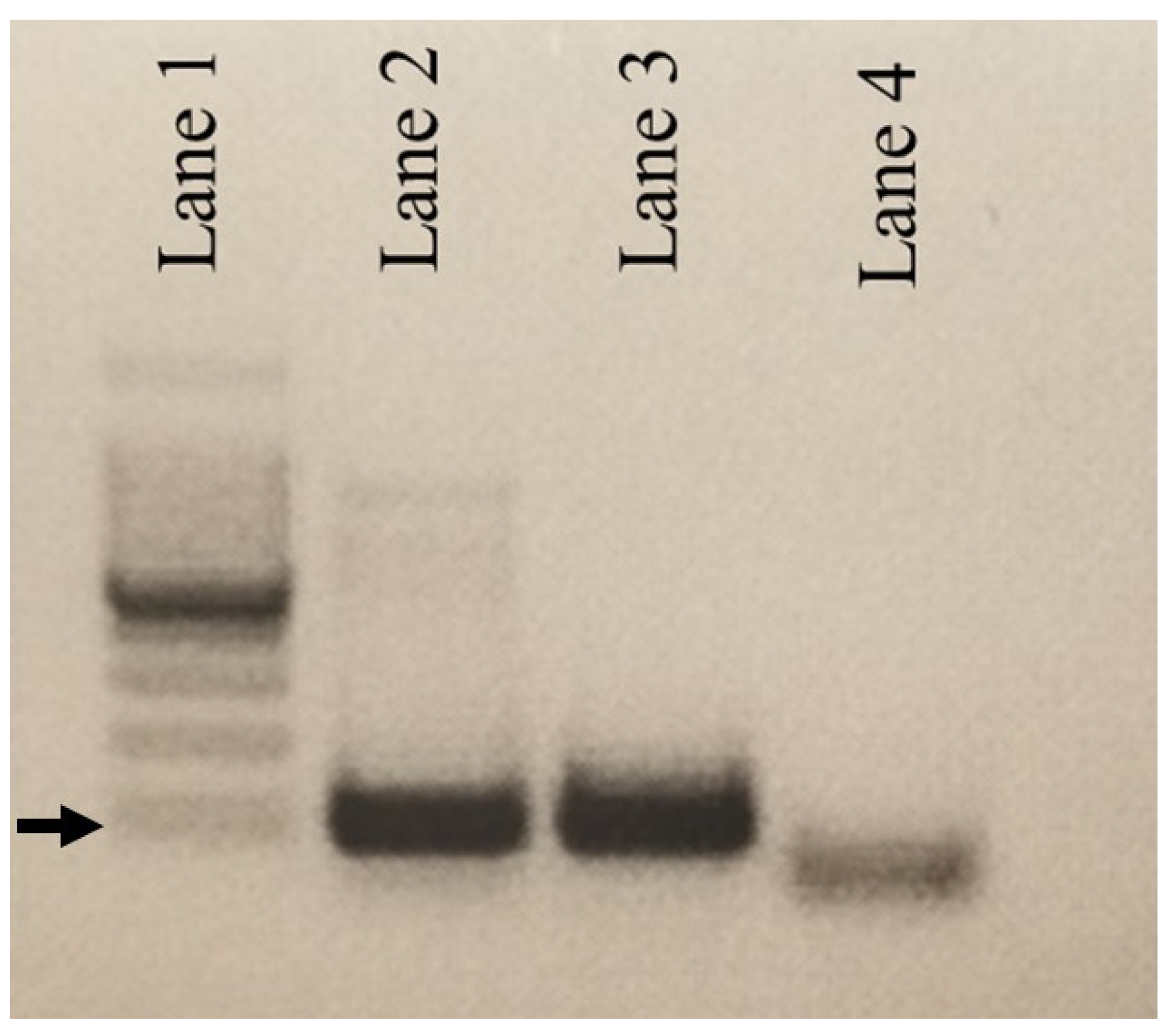 Viruses 14 02091 g001 Viruses 14 02091 g001