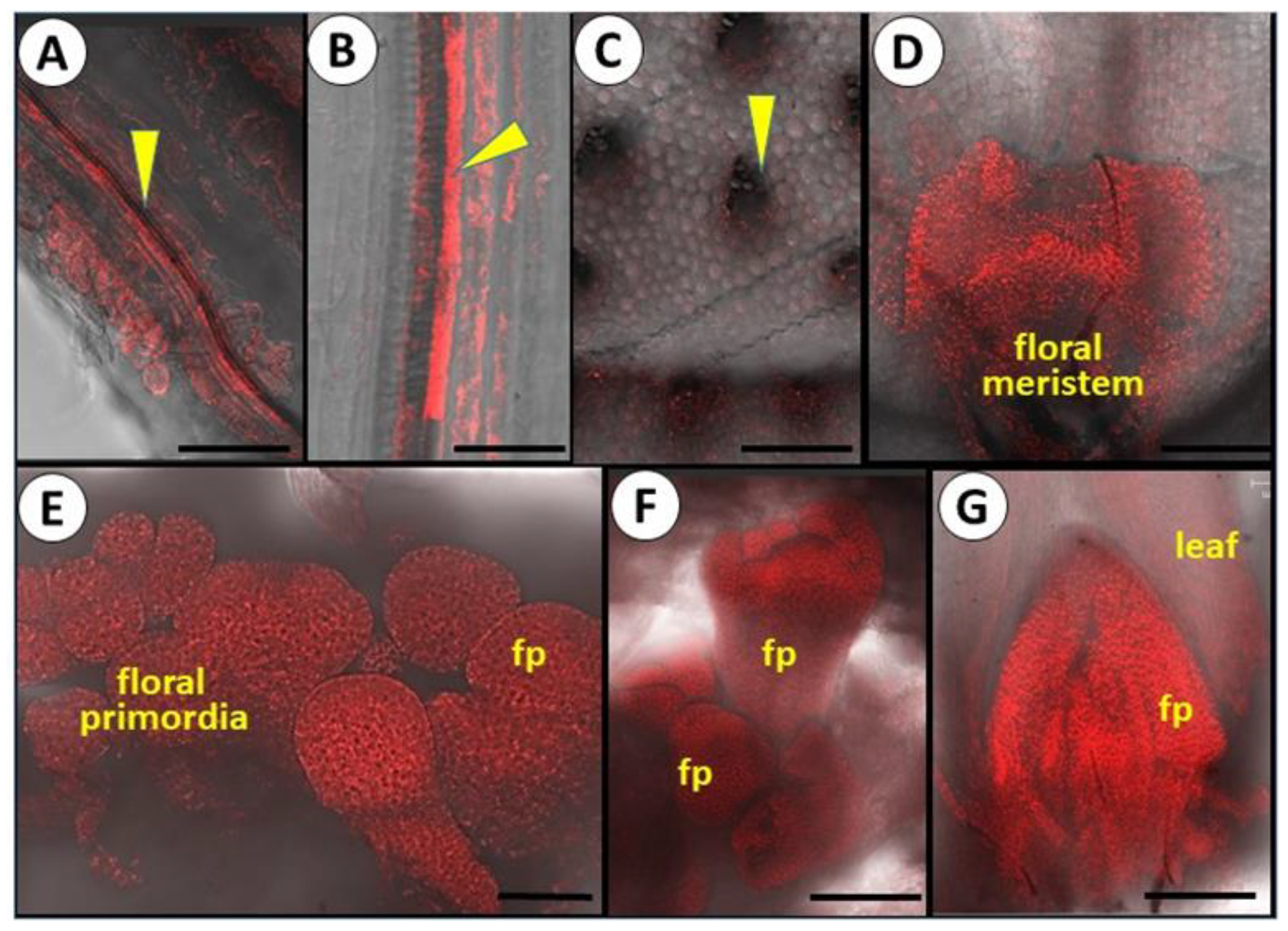 Viruses 14 02092 g004