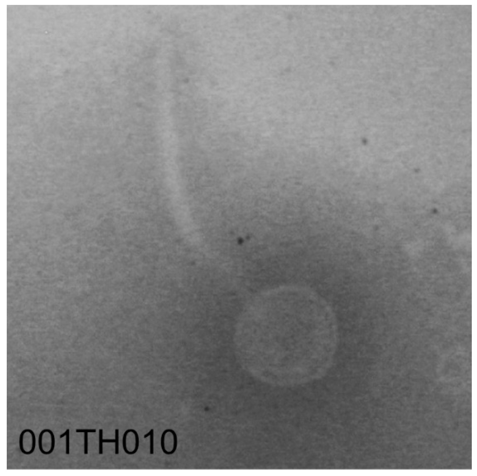 Viruses 14 02106 g003 Viruses 14 02106 g003